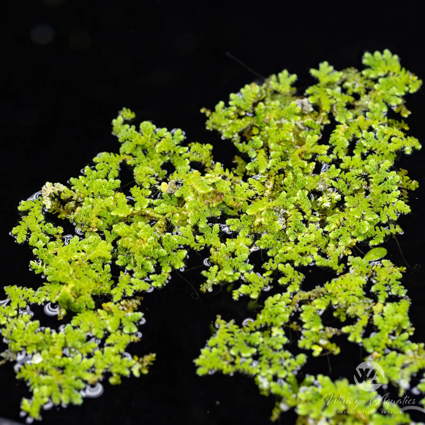 Azolla Water Fern (Azolla filiculoides) - Fast-Growing Aquatic Plant for Ponds, Aquariums & Water Gardens | Natural Water Purifier & Fish Habitat