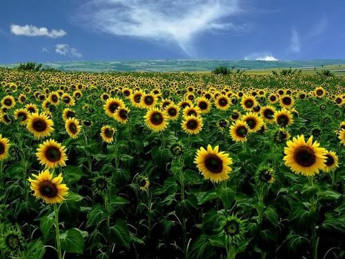 Organic Non-GMO Bulk Mammoth Grey Stripe Sunflower Seeds - Helianthus annuus (10 Lbs) for Planting, Bird Feed & Healthy Snacks - Perfect for Gardening, Wildlife Attraction & Nutrition