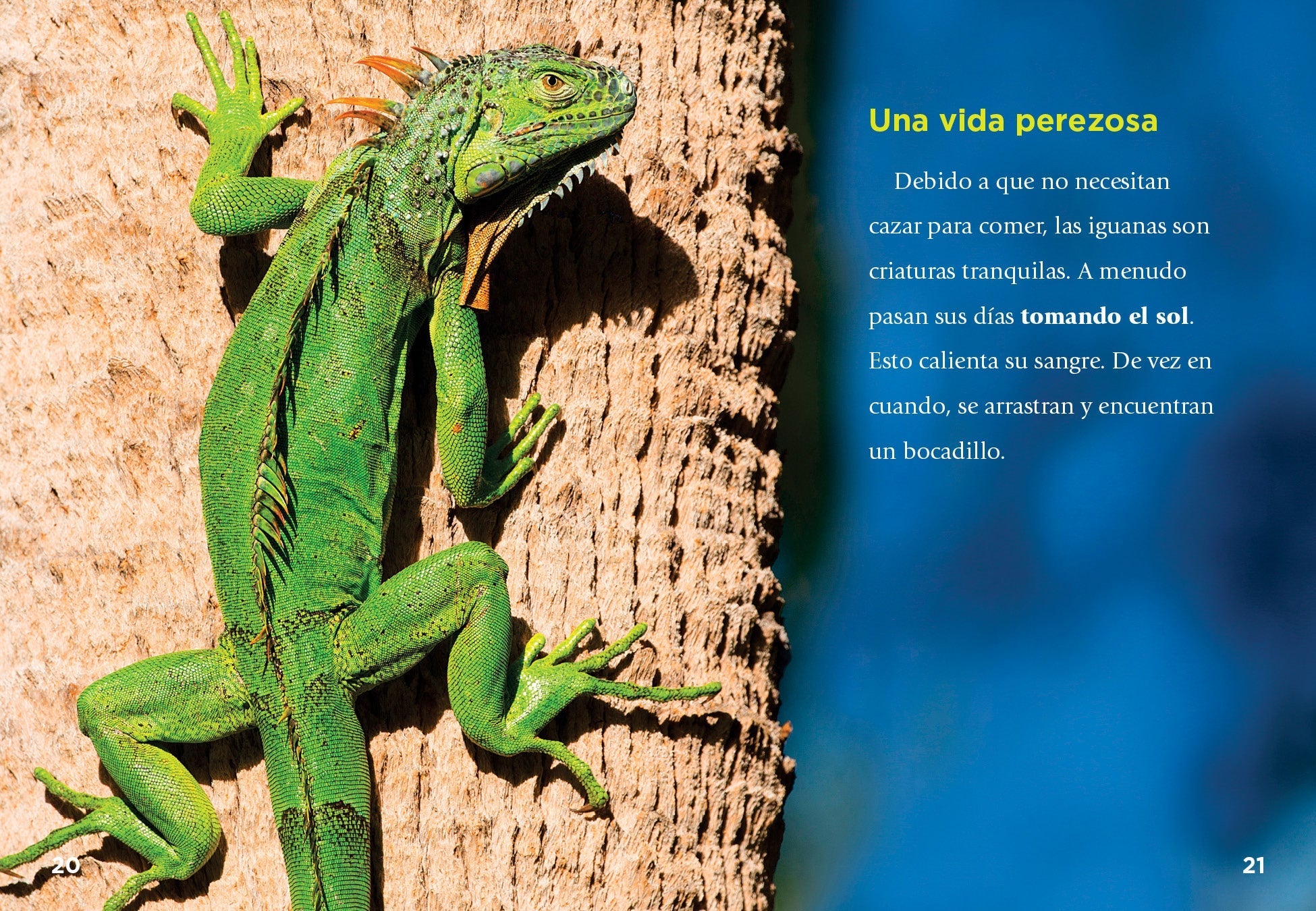 Iguanas Book - 9781623109615 - Learn About Iguanas, Their Habitat & Care - Perfect for Reptile Lovers & Pet Owners