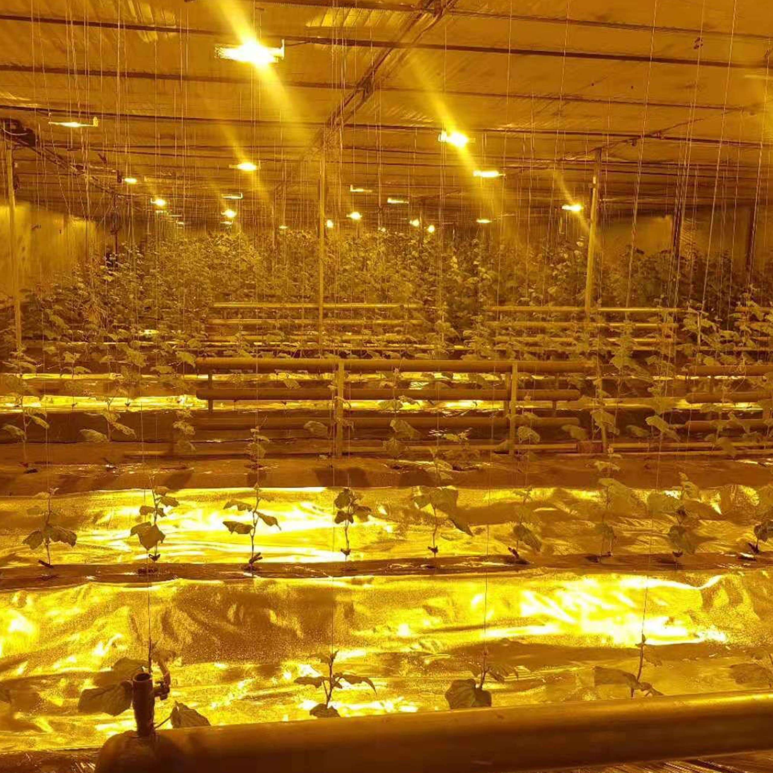 HFS(R) 6Mil Diamond Reflective Film Foil Roll - 4ft x 100ft - High Reflectivity Grow Room & Greenhouse Covering for Enhanced Plant Growth - Perfect for Hydroponics, Indoor Gardening, and Light Optimization