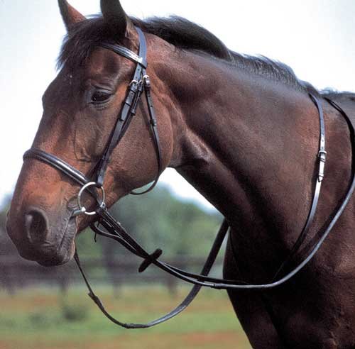 Windsor Equestrian Adjustable Horse Standing Martingale - Premium Leather Training Aid for Jumping & Dressage Riding