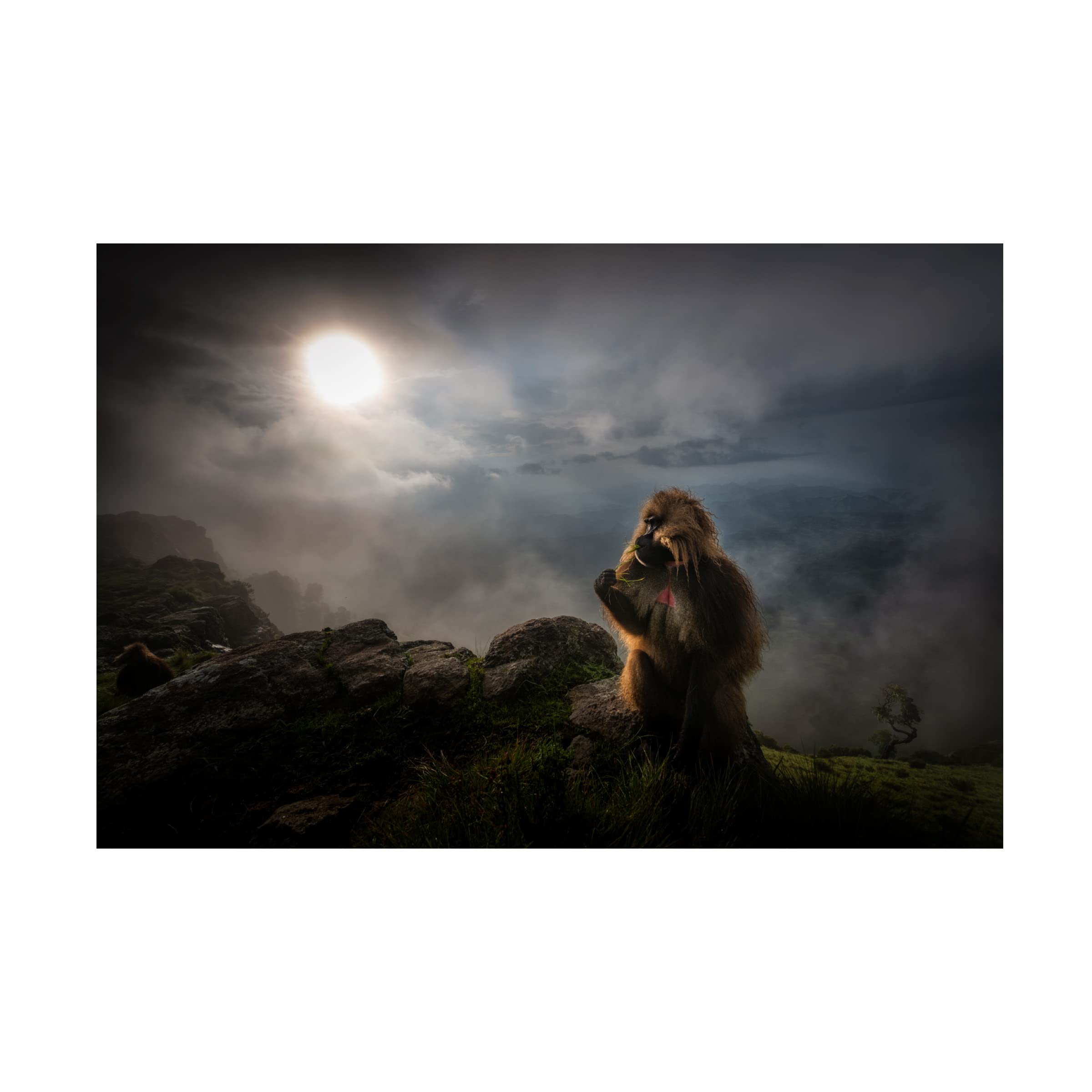 Roberto Marchegiani Gelada Baboons 1 Canvas Art Print - Premium Wildlife Wall Decor for Living Room, Bedroom & Office - Handmade Fine Art Painting Reproduction