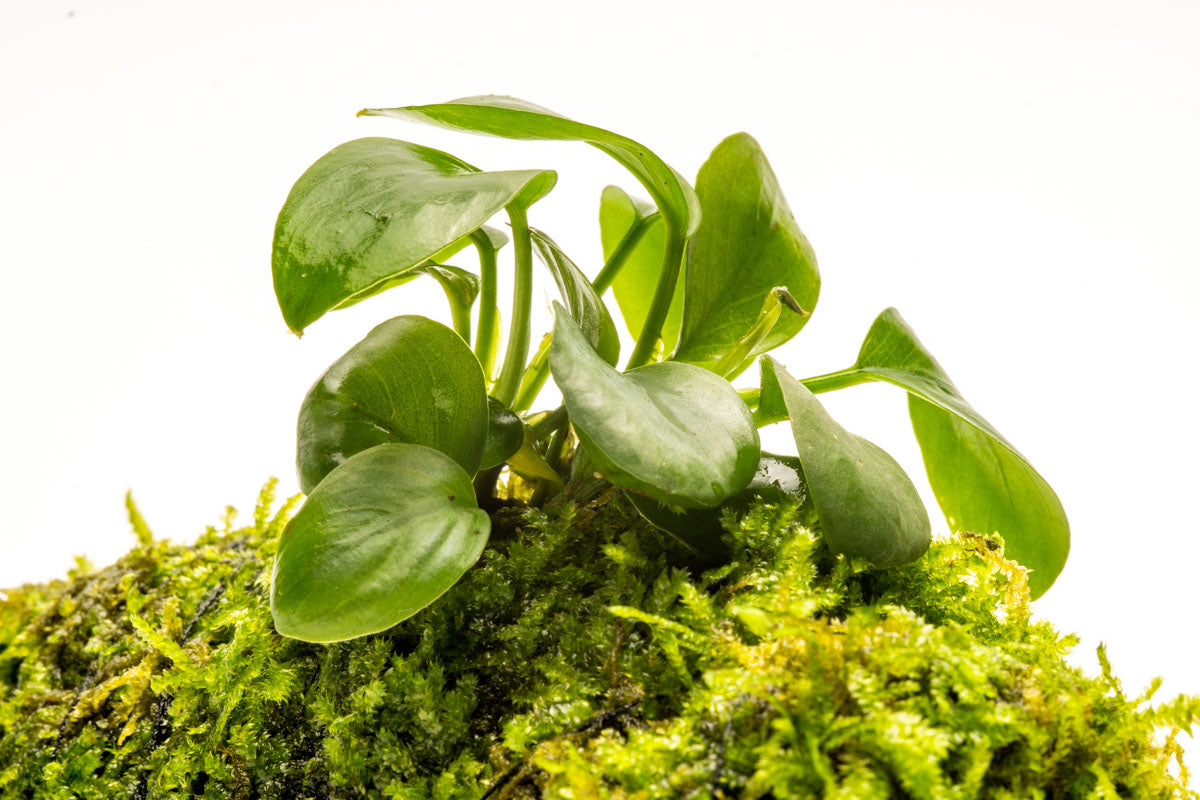 Anubias Nana Moss Tower for Aquarium - Live Aquatic Plant Decor for Fish Tank, Terrarium & Paludarium | Perfect for Shrimp, Betta Fish & Nano Tanks