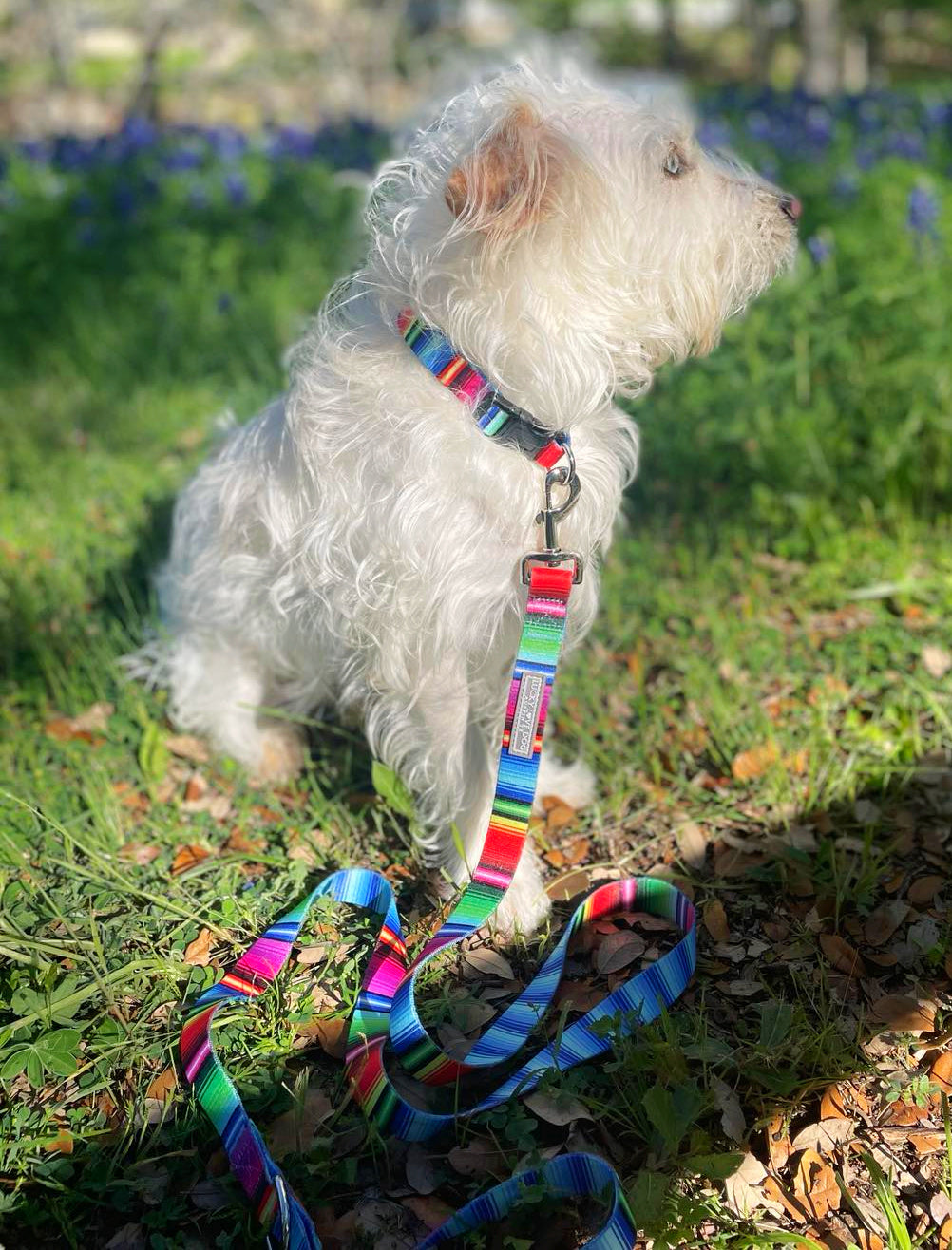 Premium Nacho Cheese Themed Dog Collar - Adjustable & Durable Pet Collar for Small & Medium Dogs - Perfect for Costume Parties, Pet Photos & Daily Walks