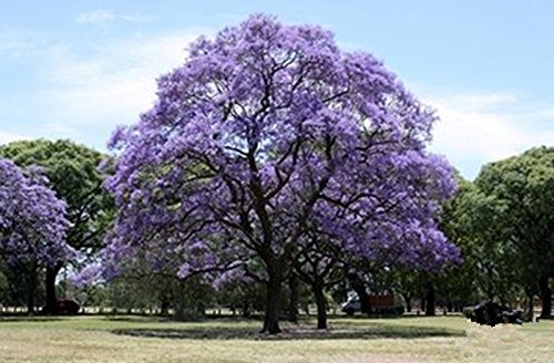 25 Blue Jacaranda Tree Seeds (Jacaranda Mimosifolia) - Premium Bonsai & Garden Planting - Fast Growing Flowering Tree for Landscaping, Patio Decor & Tropical Gardens