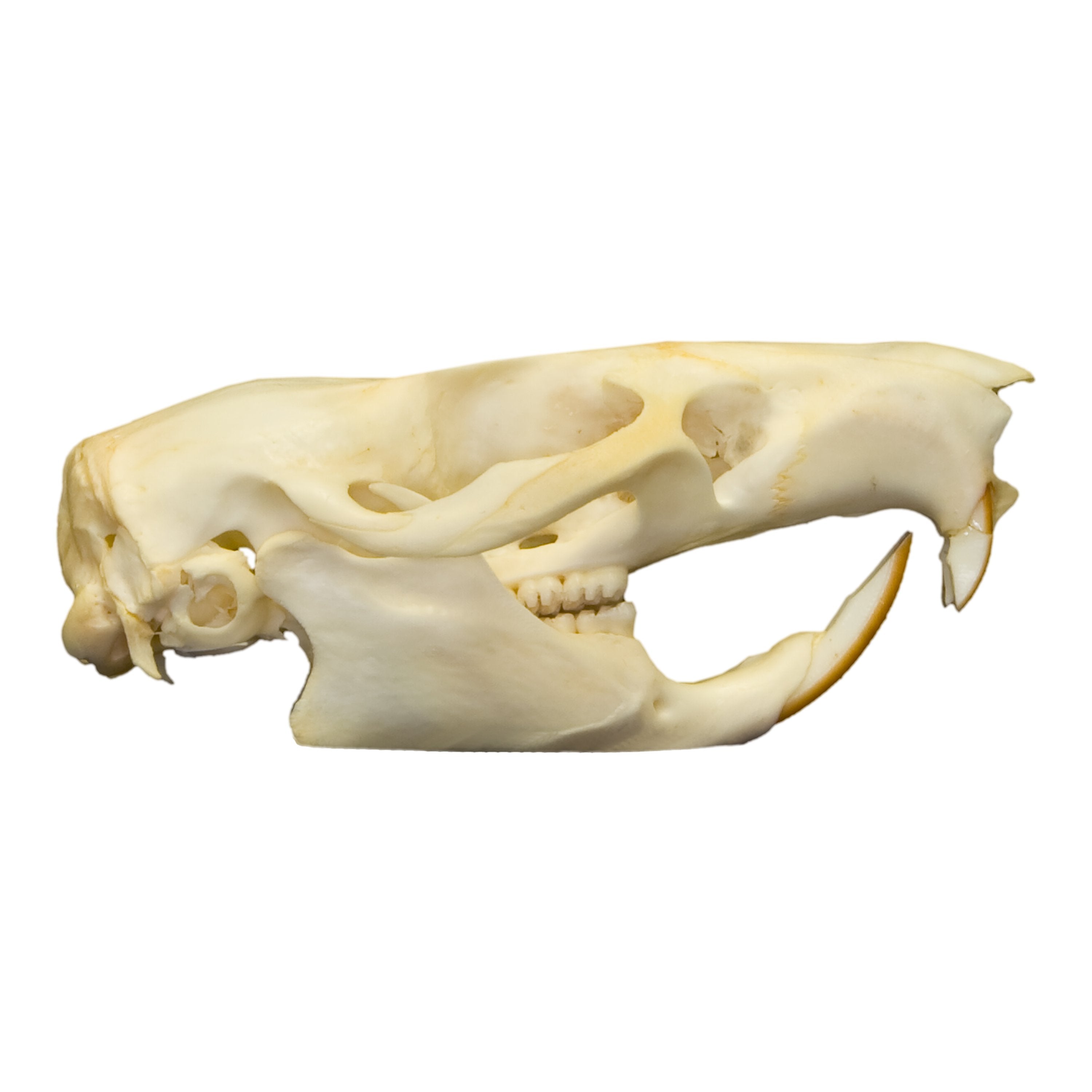 Authentic Gambian Pouched Rat Skull - Rare Collectible Specimen for Taxidermy, Oddity Cabinets & Gothic Decor