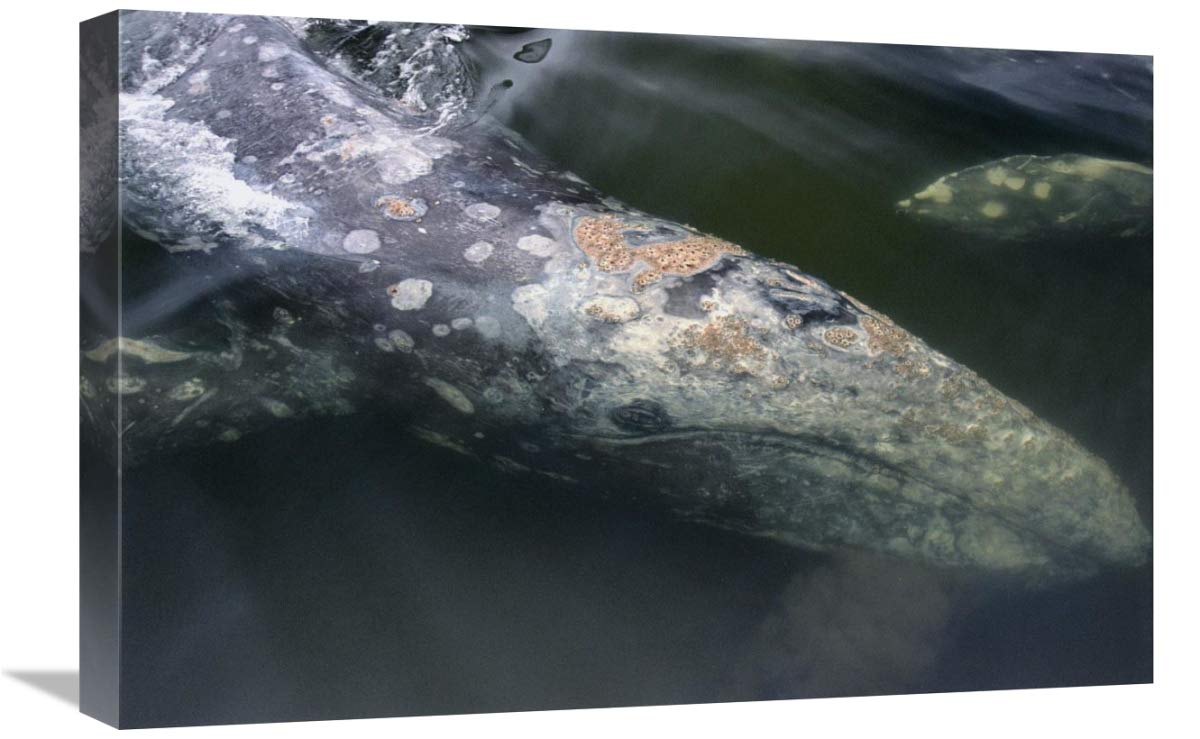 16 x 24 Inch Gray Whale Filter Feeding Art Print - Clayoquot Sound, Vancouver Island, Canada by Flip Nicklin - Perfect for Home Decor, Office Wall Art & Marine Life Enthusiasts