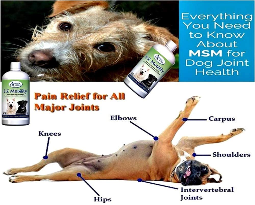 E-Z Mobility Hip and Joint Supplement for Dogs & Cats - MSM Pet Supplements with Glucosamine & Chondroitin for Tendon Support, Flexibility & Muscle Stiffness Relief - 500ml Liquid Formula for Senior Pets & Active Animals - Ideal for Post-Exercise Recovery & Daily Joint Care