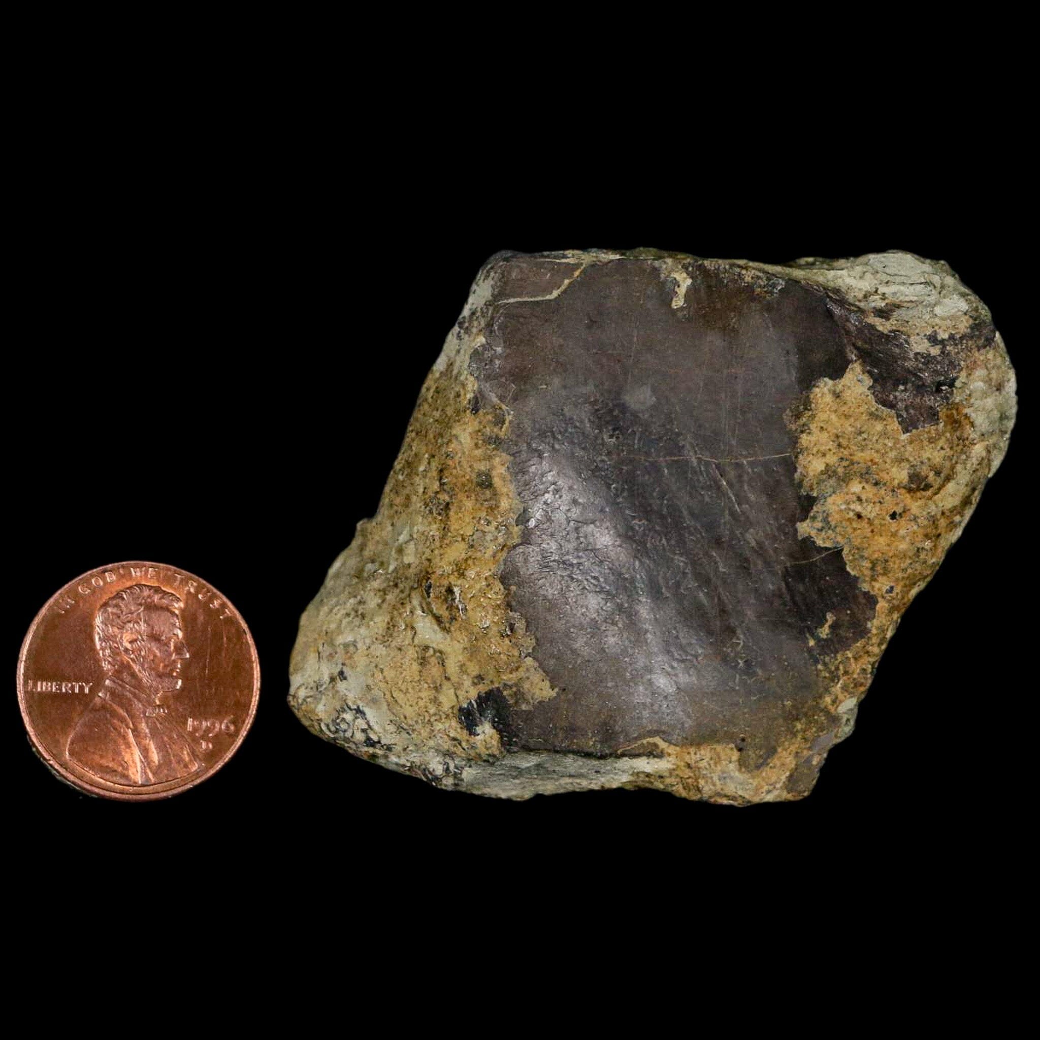 Authentic Stegosaurus Fossil Bone from Morrison Formation Wyoming - Jurassic Dinosaur Fossil with COA - Perfect for Paleontology Collectors & Dinosaur Enthusiasts