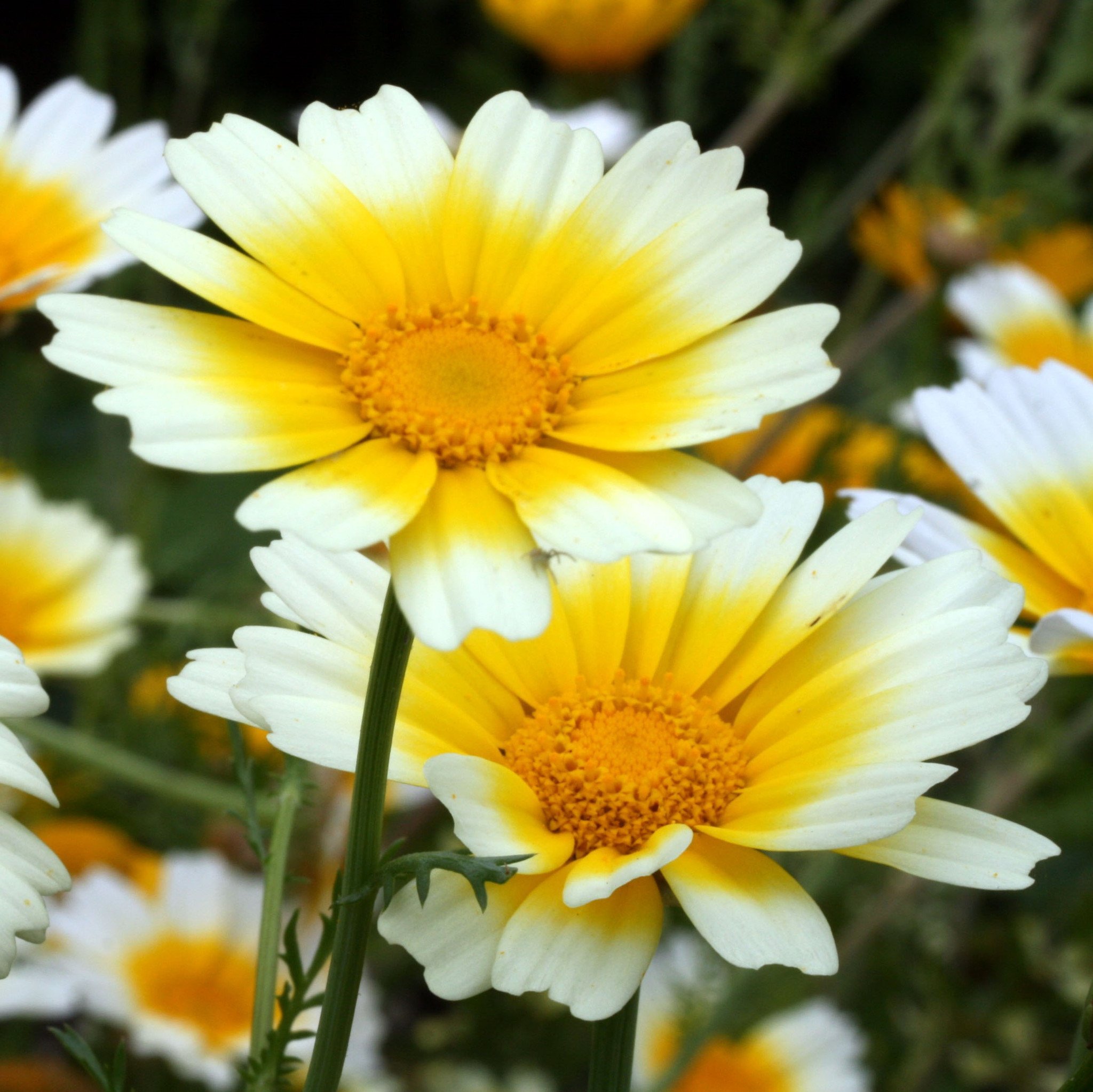 Edible Chrysanthemum Seeds (Glebionis coronaria) - 75 Organic Shungiku Seeds for Planting - Grow Your Own Japanese Greens for Salads, Stir-fries & Garnishes