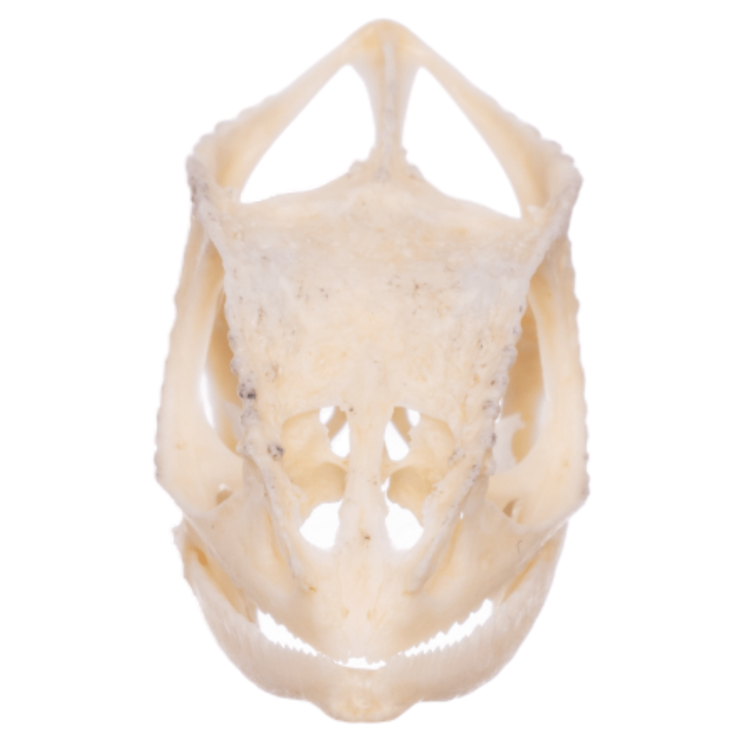 Authentic Panther Chameleon Skull Specimen - Rare Reptile Bone Collectible for Science Education & Home Decor