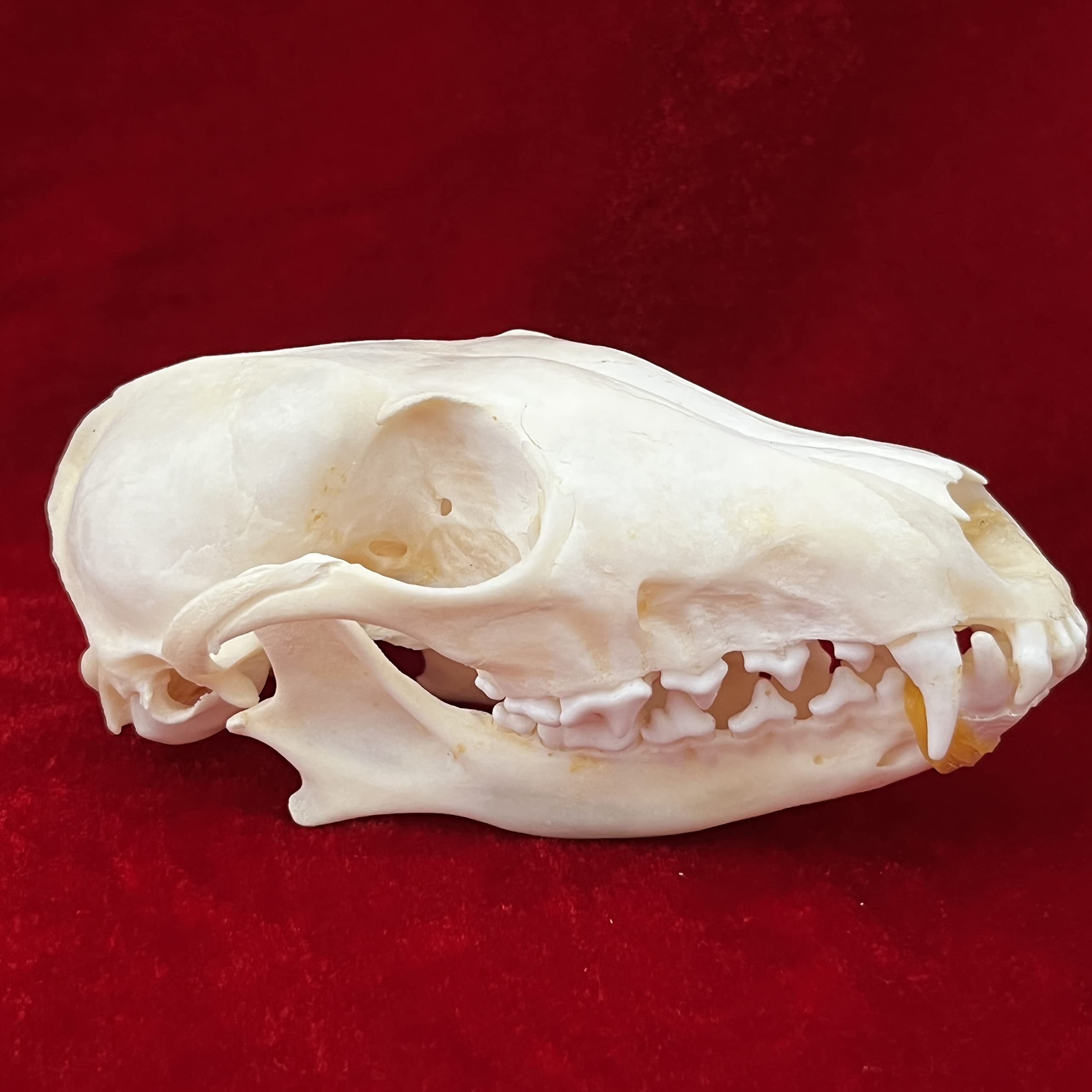 7PCS Real Animal Skull Specimens - Cat, Muskrat, Nutria, Mink, Fox, Raccoon & Turtle - Taxidermy Skull Decor for Home, Study Collection & Unique Gifts | Perfect for Gothic Decor, Biology Education & Oddity Collectors