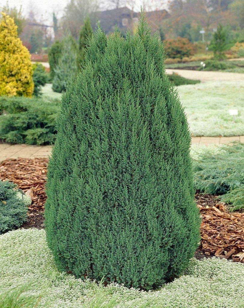 Spiny Greek Juniper (Juniperus Chinensis) - 15 Live 4 Inch Pots - Drought Tolerant, Cold Hardy Evergreen Screening Plants for Privacy Hedges, Landscaping & Windbreaks