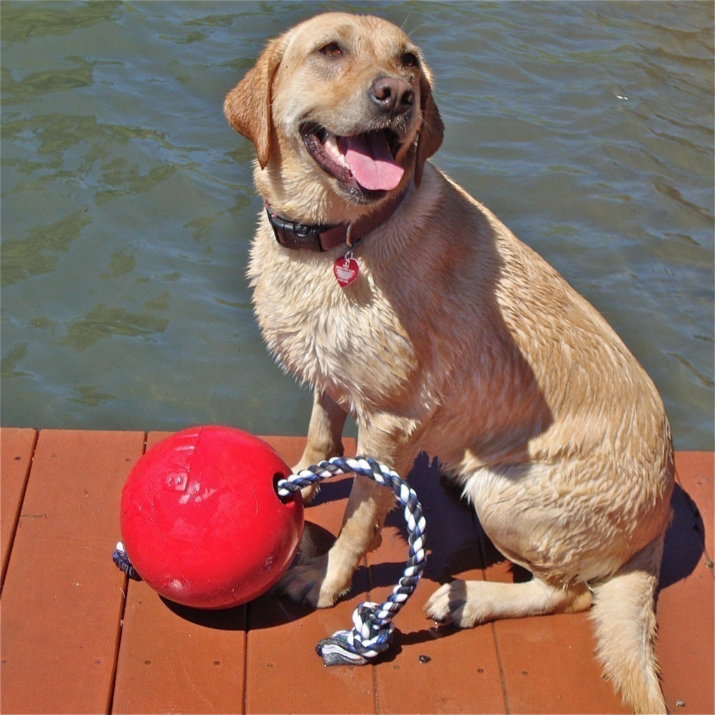 Jolly Pets Romp N Roll Dog Toy - Durable Chew Toy for Large & Small Dogs - Interactive Fetch & Tug-of-War Game - Perfect for Indoor & Outdoor Playtime