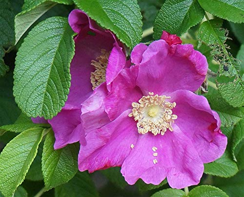 20x30 Inch Laminated Rose Flower Poster - Vibrant Rugosa Rose Bloom Wall Art for Home Decor, Living Room, Bedroom & Office - Ready to Frame Botanical Print