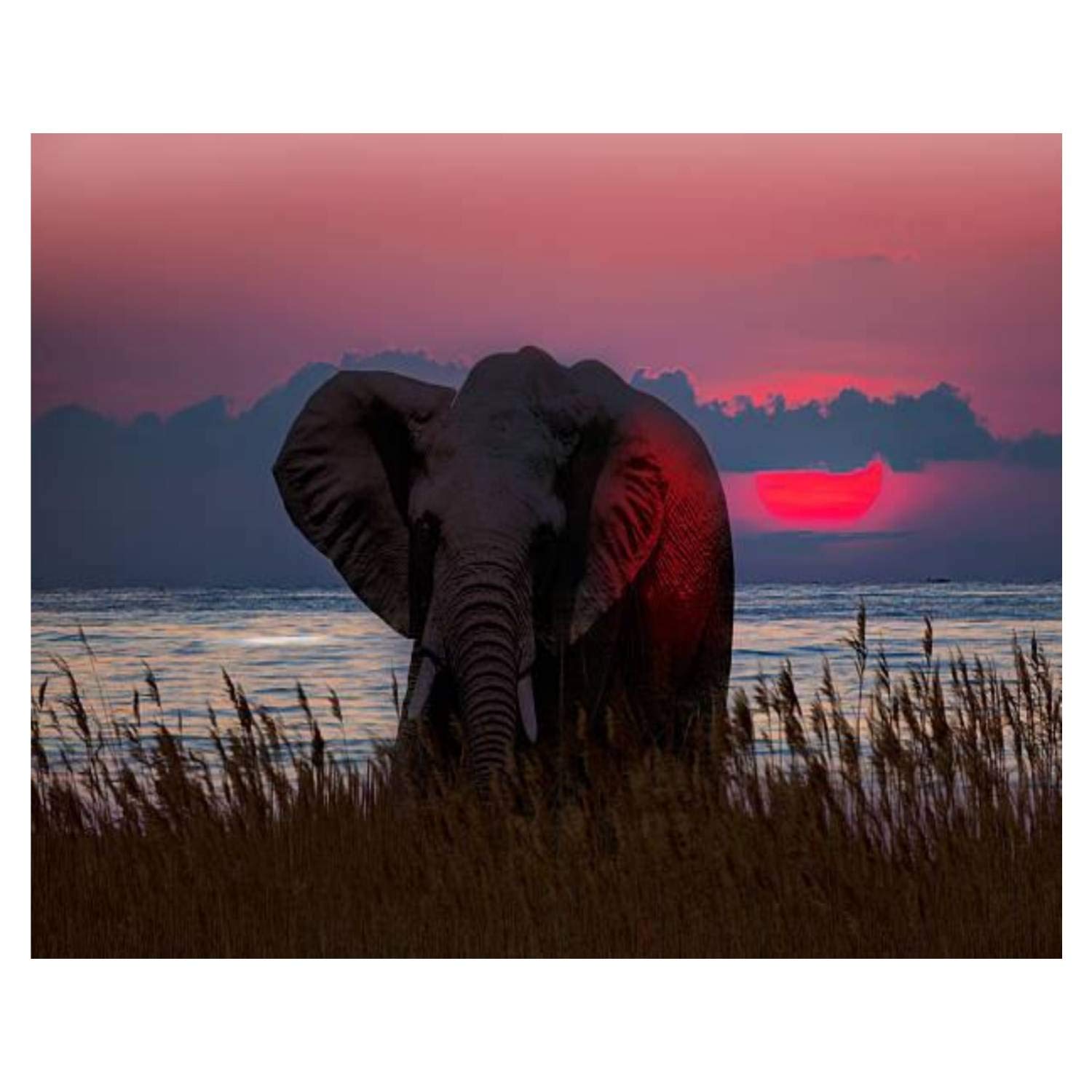 16x20 Inch African Elephant Paint by Numbers Kit for Adults & Kids - DIY Wall Art Framed Canvas Oil Painting Set for Beginners | Home Decor, Gift Idea, Stress Relief Activity