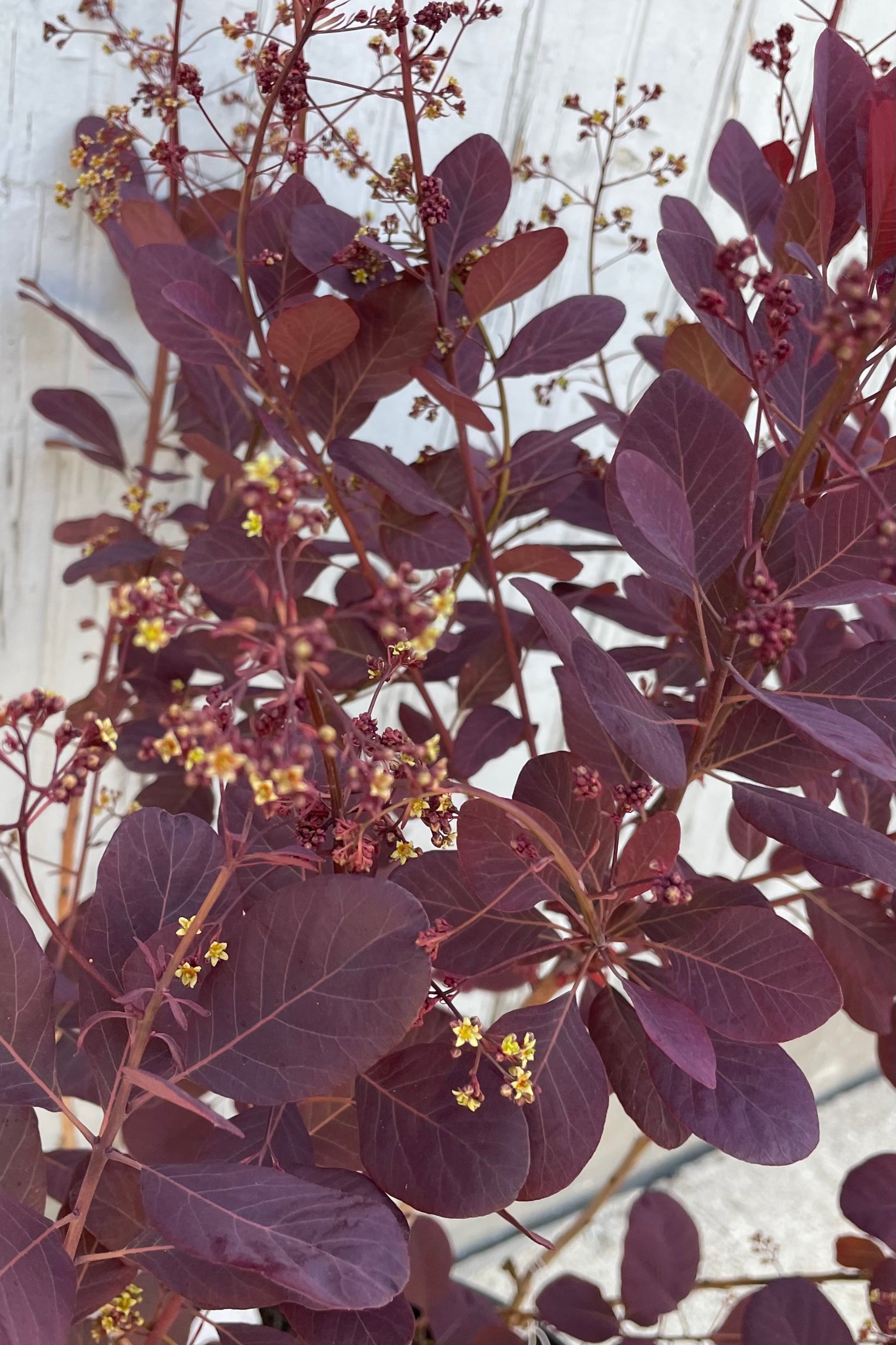 Buy Cotinus coggygria 'Winecraft Black' #3 - Purple Smoke Bush for Landscaping & Garden Decor | Perfect for Borders, Hedges & Outdoor Plantings