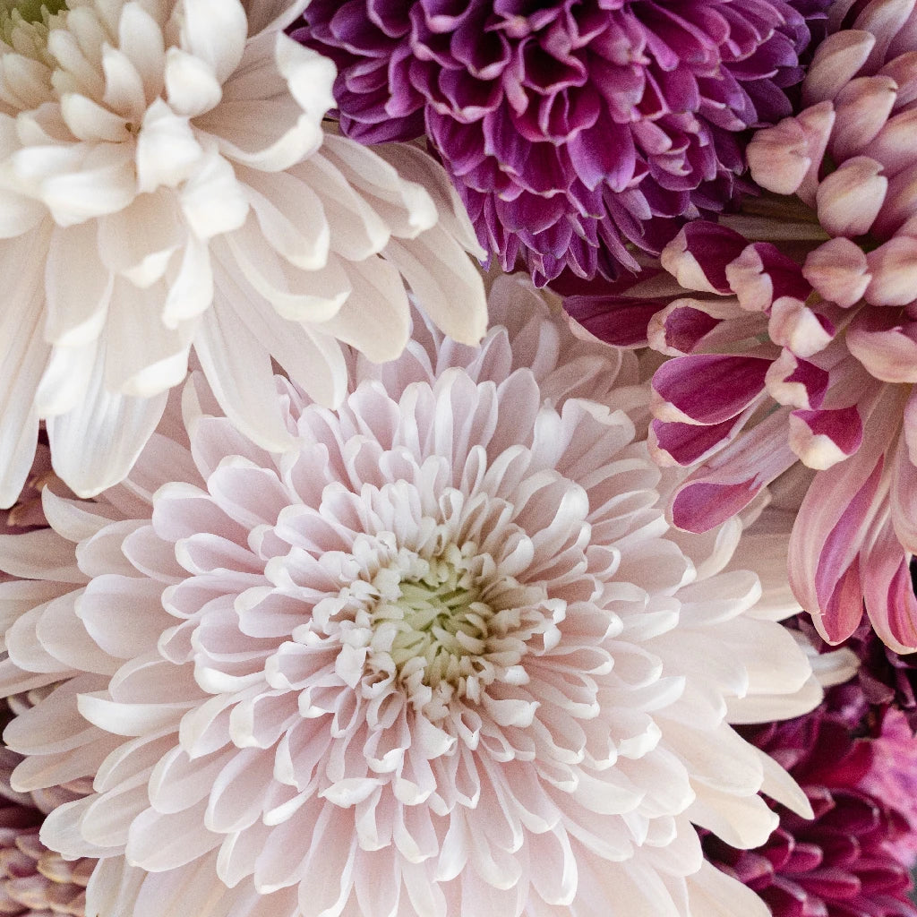Premium Berry Toned Chrysanthemum Flower Arrangement Kit - DIY Floral Decor for Home, Wedding & Party Centerpieces