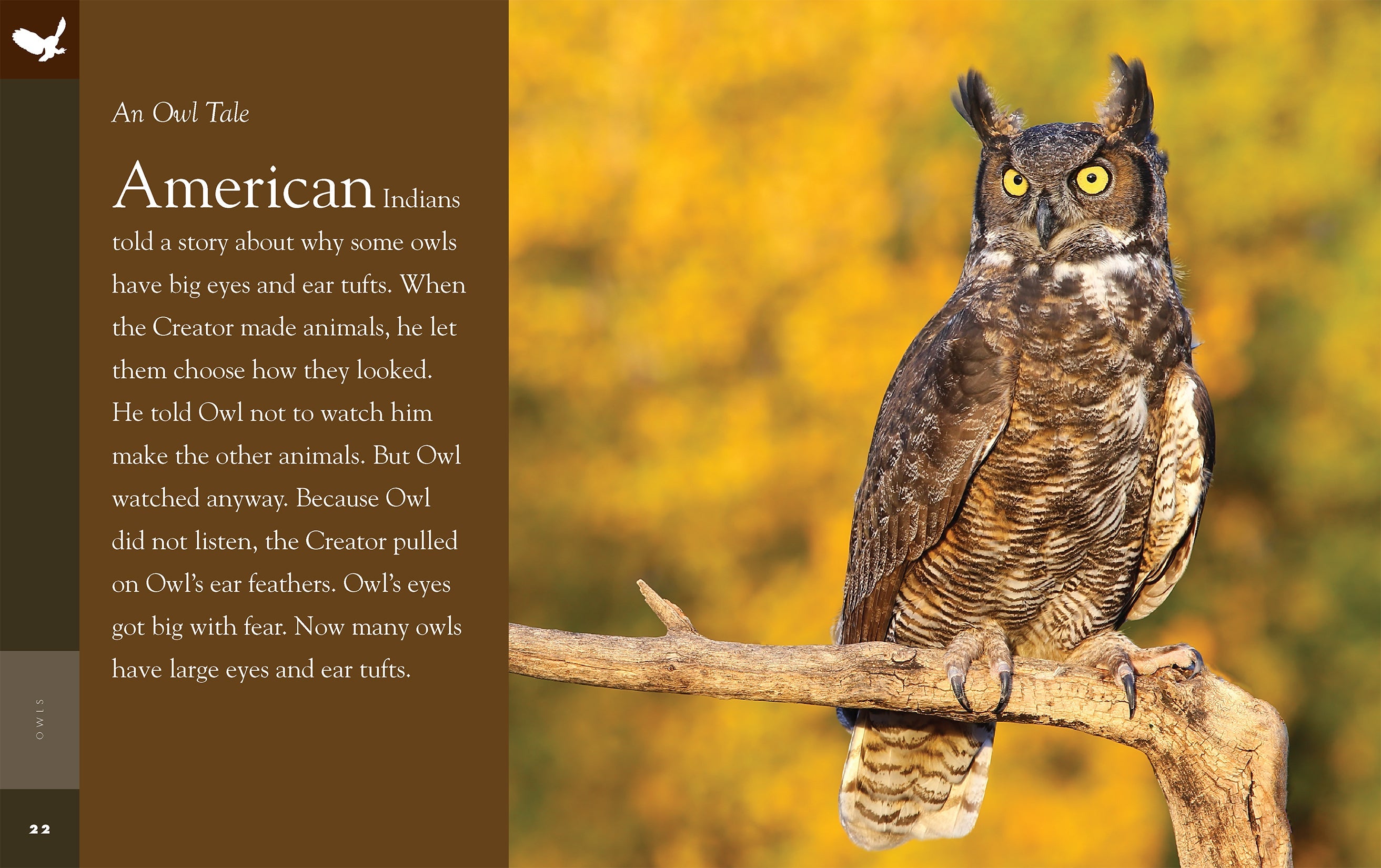 Amazing Animals (2014): Owls - Nature Documentary Film | Learn About Owl Species, Habitats & Behaviors | Perfect for Wildlife Enthusiasts & Educational Screenings