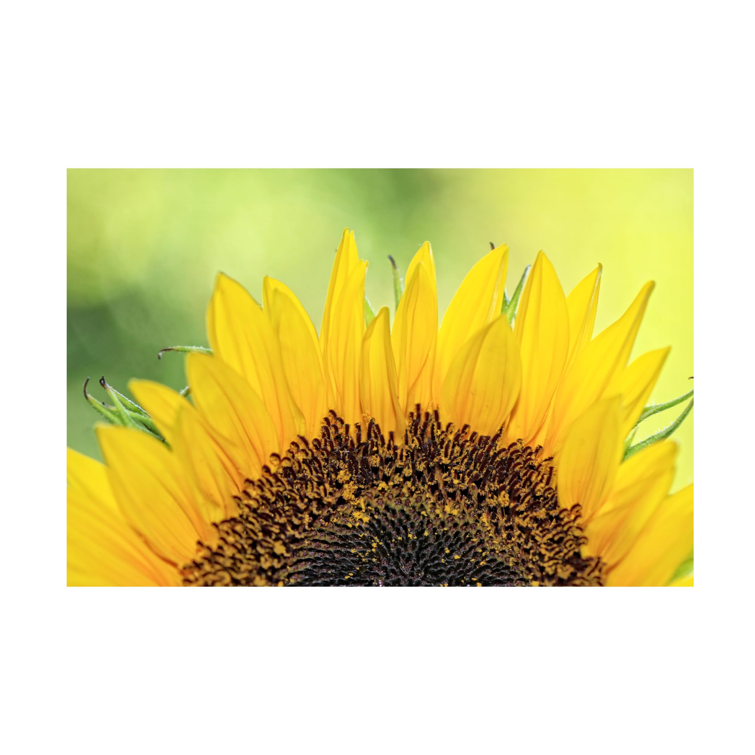 Trademark Fine Art 'Sunflower 2' by Beata Czyzowska - Hand-Painted Canvas Wall Art for Living Room, Bedroom & Office Decor