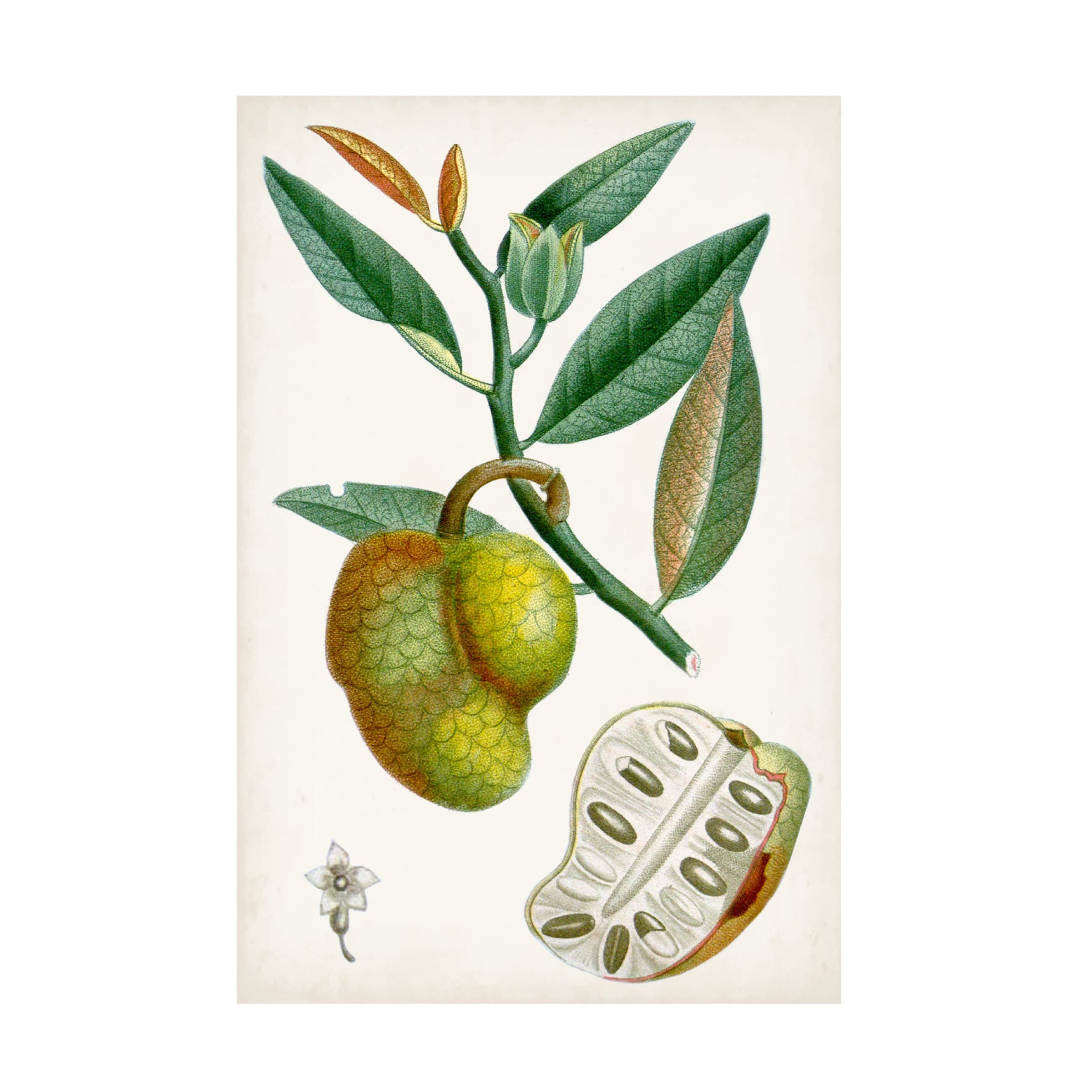 Turpin Tropical Fruit III Canvas Art Print - Vibrant Fruit Still Life Wall Decor for Living Room, Kitchen & Dining Area - Trademark Fine Art by Turpin