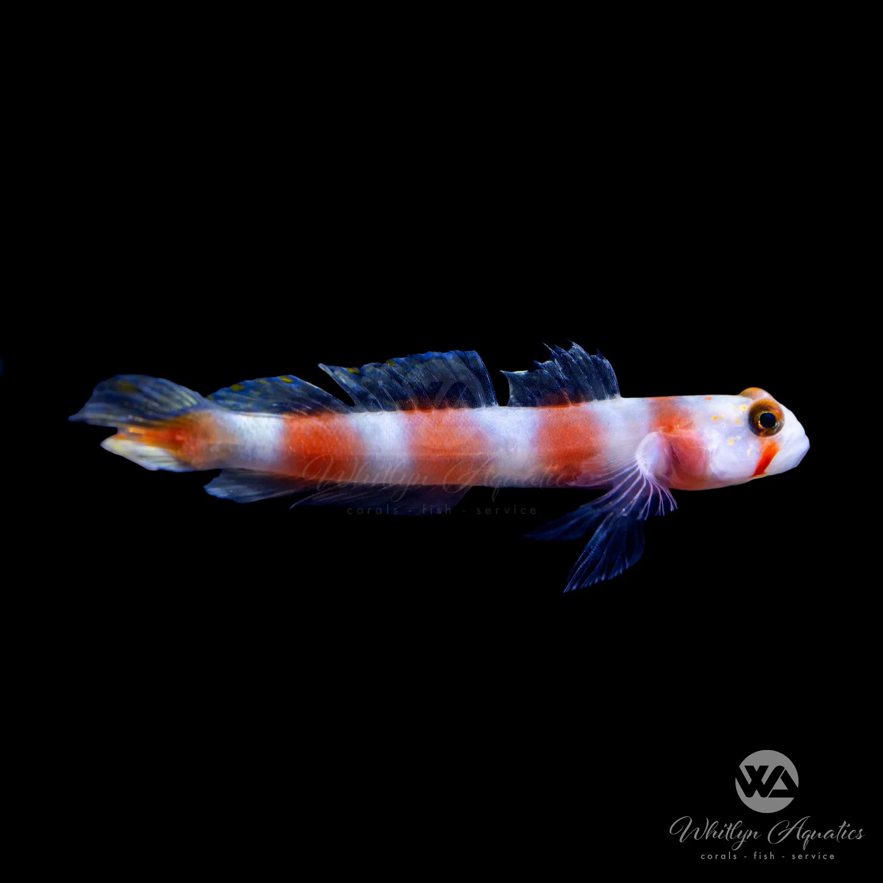 Orange Banded Prawn Goby (Amblyeleotris steinitzi) - Saltwater Aquarium Fish for Reef Tanks & Marine Ecosystems