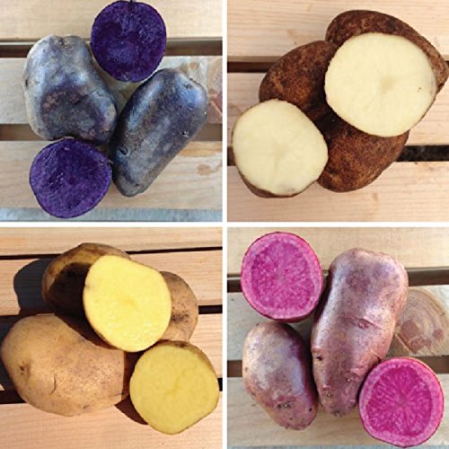 Colorful Mix Seed Potatoes - Blue, Red, Yellow & White Specialty Potatoes for Home Gardening | Perfect for Roasting, Mashing & Salads