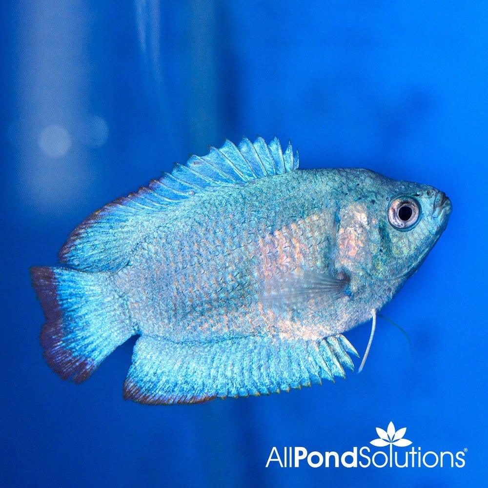 Premium Cobalt Blue Gourami (Trichogaster lalius) - Live Tropical Aquarium Fish for Freshwater Tanks, Community Aquariums & Fish Breeding