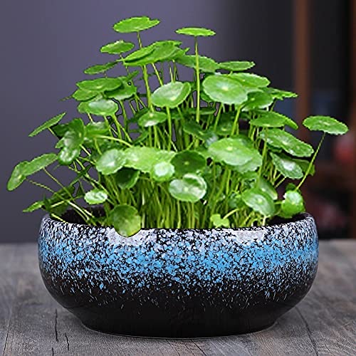 UimimiU Hydroponic Flower Pot - Ceramic Planter for Indoor & Outdoor Plants, No Drainage Hole, Perfect for Windowsill Gardens, Home Decor & Gift Idea | Great for Succulents, Herbs & Small Flowers
