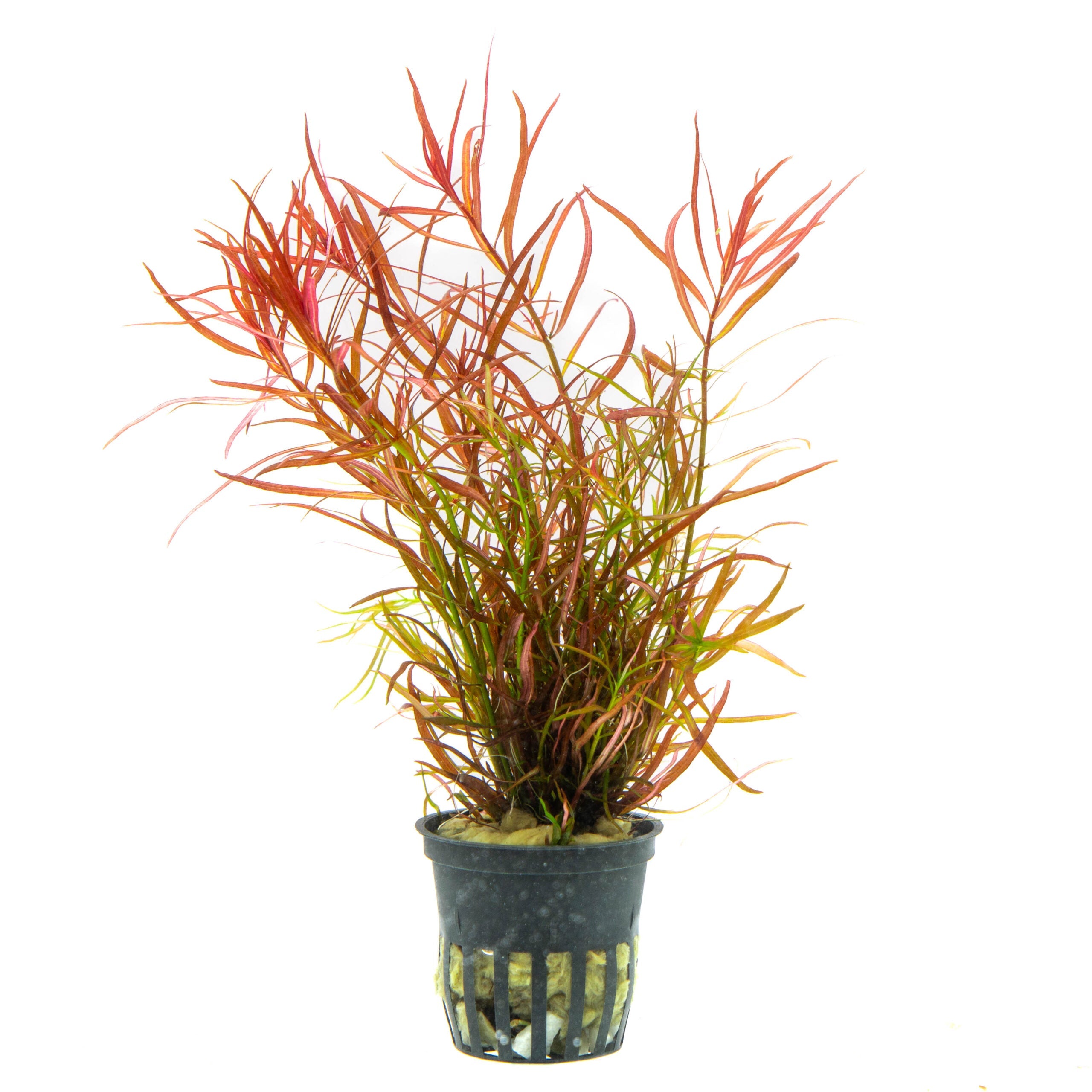 TCulture Ludwigia Arcuata Aquatic Plant (Potted) - Perfect for Aquascaping, Fish Tanks & Freshwater Aquariums