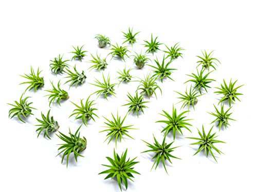 Miniature Fairy Garden Plants - Live Tillandsia Air Plants for Enchanted Gardens - Terrarium House Plant Accessories & Gardening Starter Kit Supplies - Perfect for Home Decor, DIY Terrariums & Fairy Garden Displays