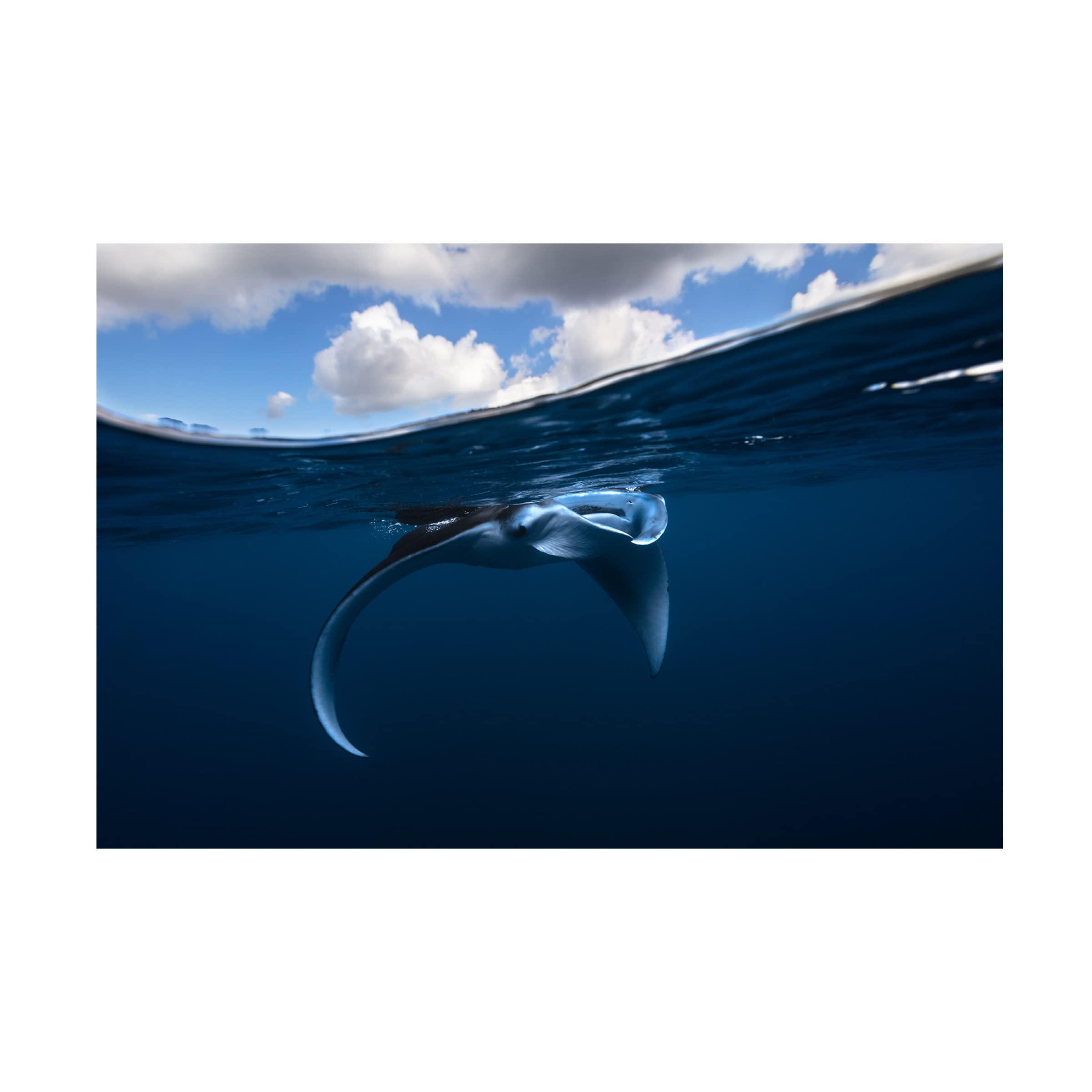 Trademark Fine Art 'Little Manta Ray' Canvas Print by Barathieu Gabriel - Stunning Ocean Wall Decor for Living Room, Bedroom & Office