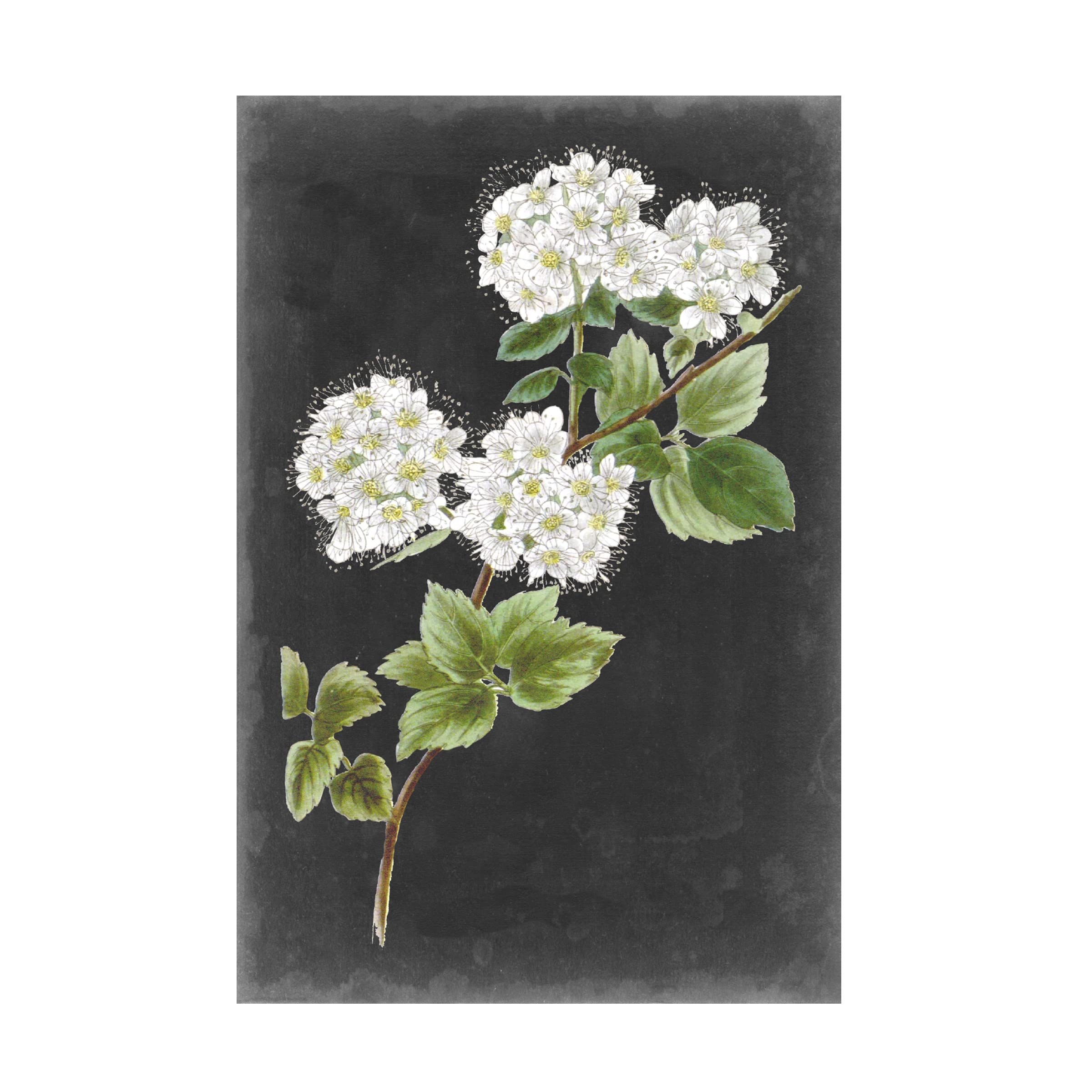 Trademark Fine Art 'Dramatic White Flowers II' Canvas Wall Art Print by Vision Studio - 30x47 Inches - Elegant Floral Decor for Living Room, Bedroom & Office