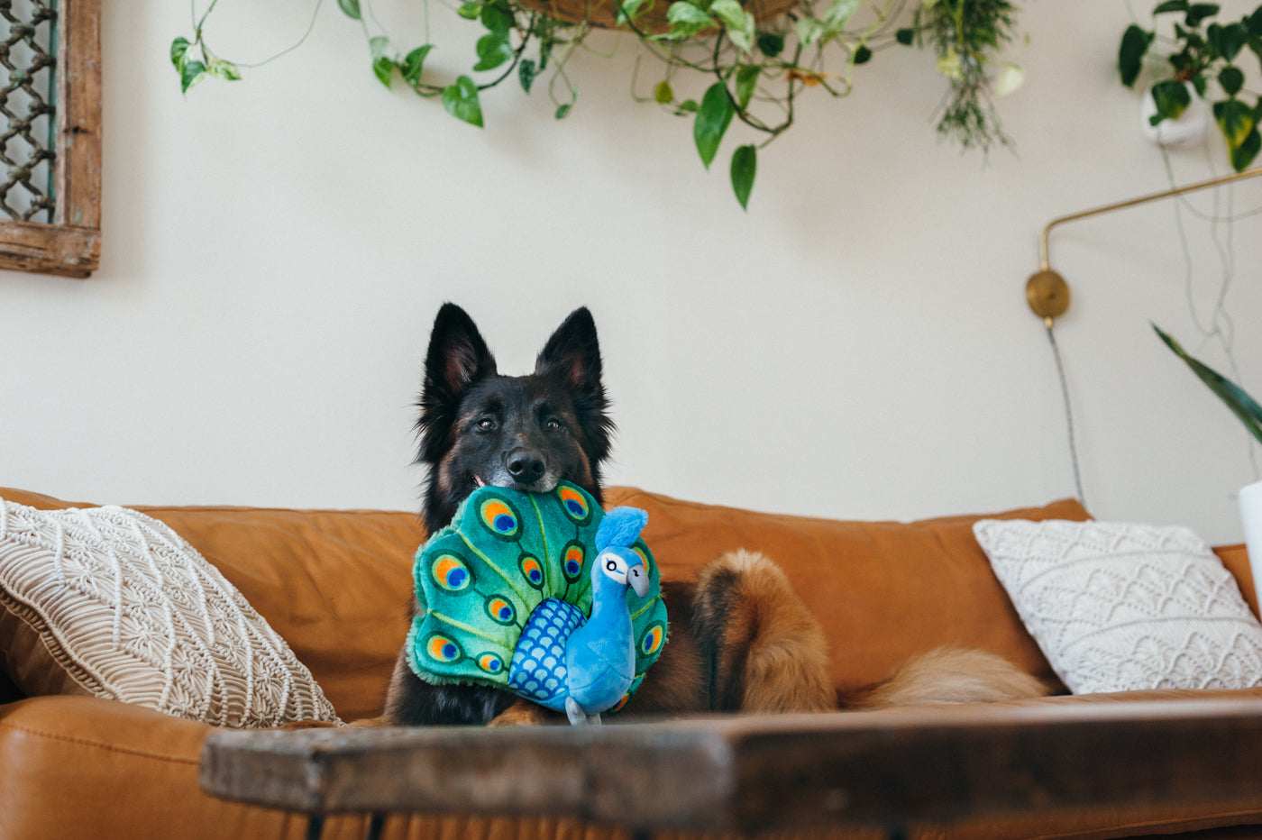 Percy the Peacock Plush Dog Toy - Fetching Flock™ Interactive Chew Toy for Dogs | Soft & Durable Pet P.L.A.Y. Toy for Fetch, Tug-of-War & Cuddling | Perfect for Playtime, Training & Comfort