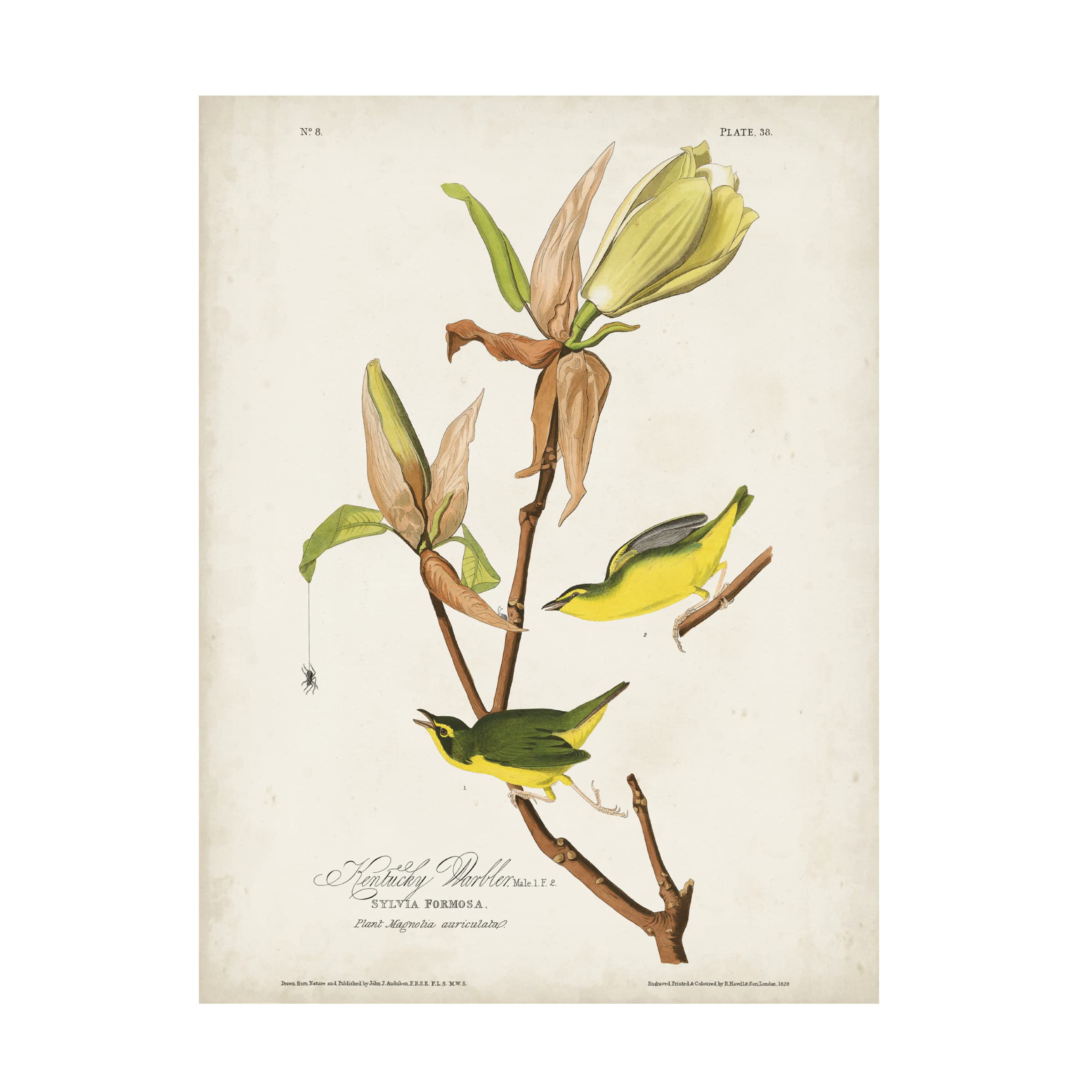 John James Audubon Kentucky Warbler Canvas Art Print - 18x24 Inches Wall Decor for Living Room, Bedroom & Office