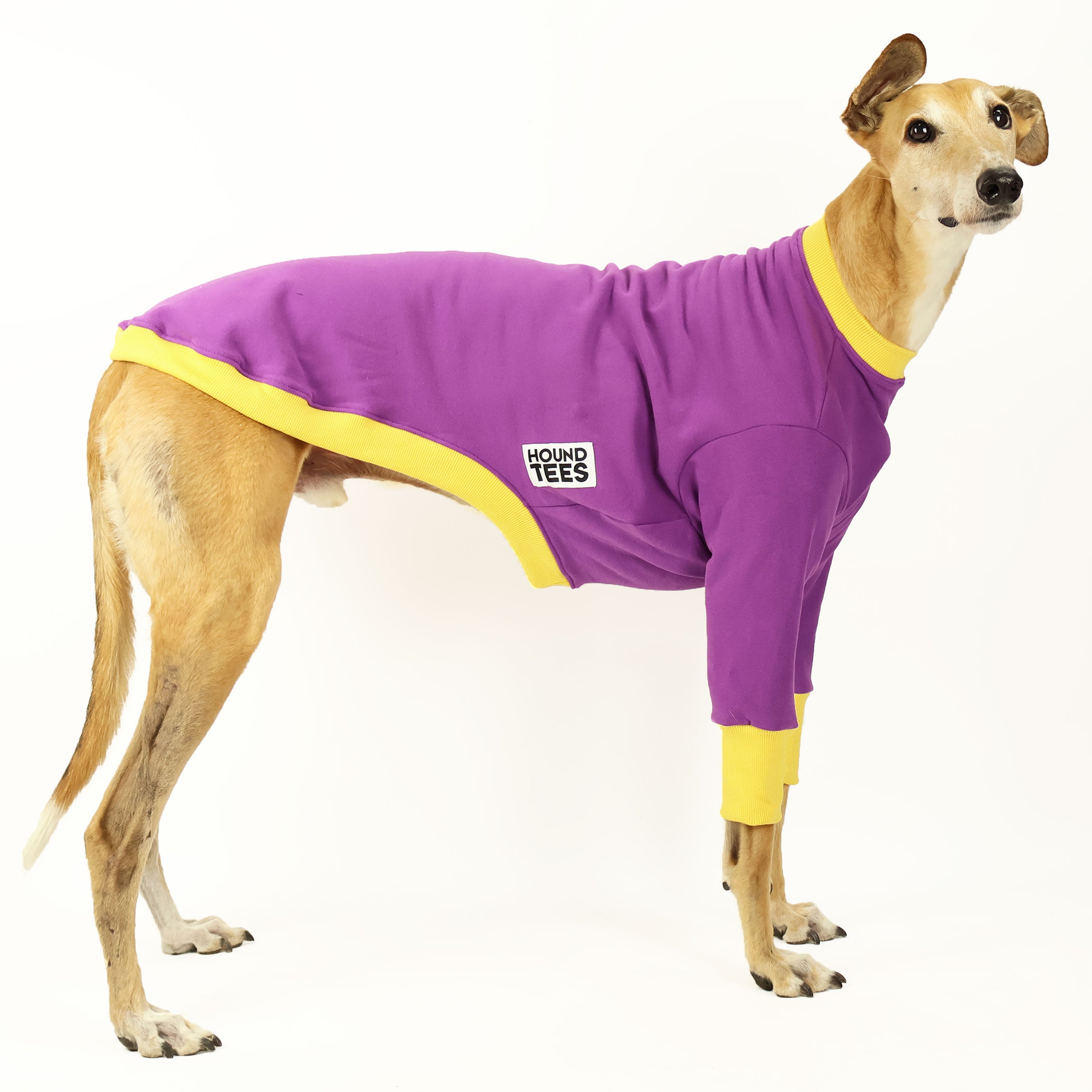 Zoom Greyhound Sweater - Cozy Knit Dog Sweater for Small to Medium Breeds | Perfect for Winter Walks & Indoor Comfort