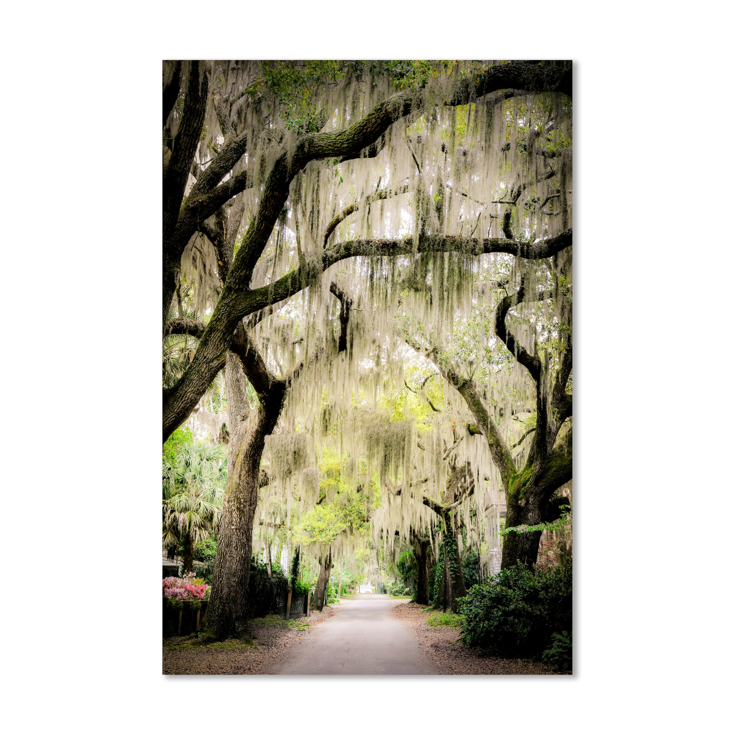 Live Oak Tree Photography Print - 20x30 Inch Nature Wall Art for Farmhouse, Cottagecore & Nursery Decor | Charleston SC Inspired Tree Wall Art | Perfect for Living Room, Bedroom & Green Wall Decor