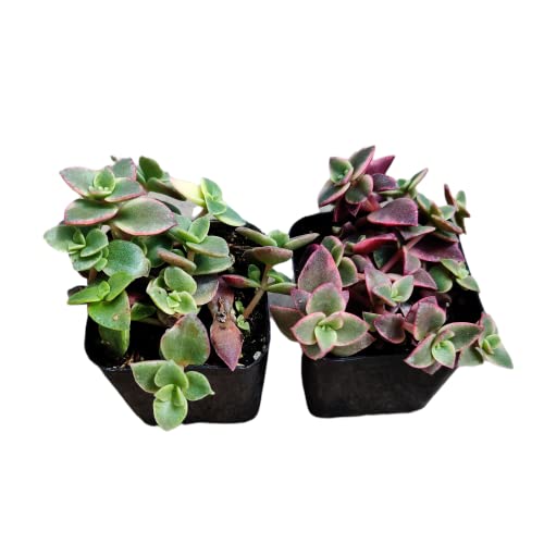 Crassula Pellucida Variegata / Calico Kitten