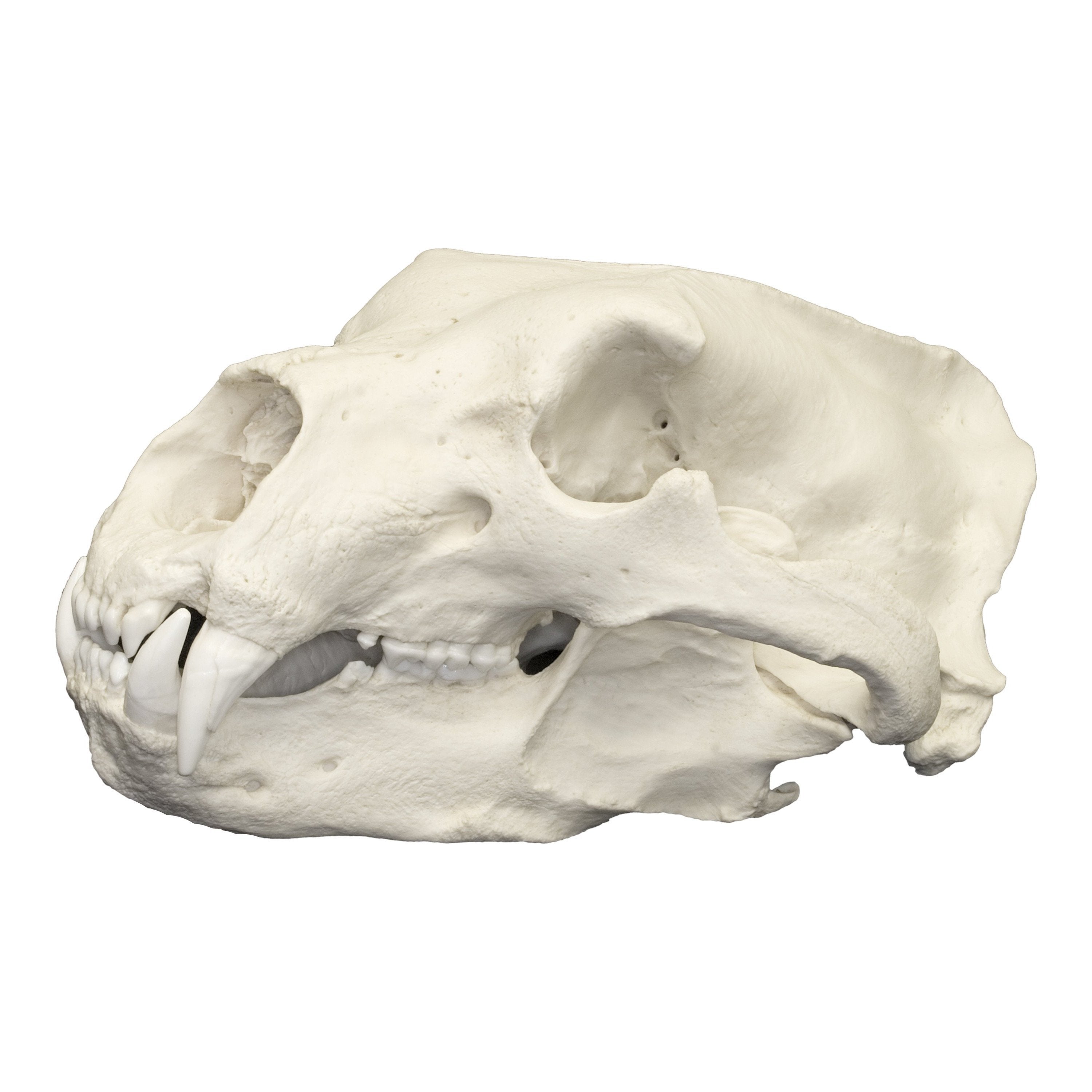 Realistic Polar Bear Skull Replica - Lifelike Animal Skull Decor for Home, Office & Halloween Display - Perfect for Gothic, Horror & Natural History Collections