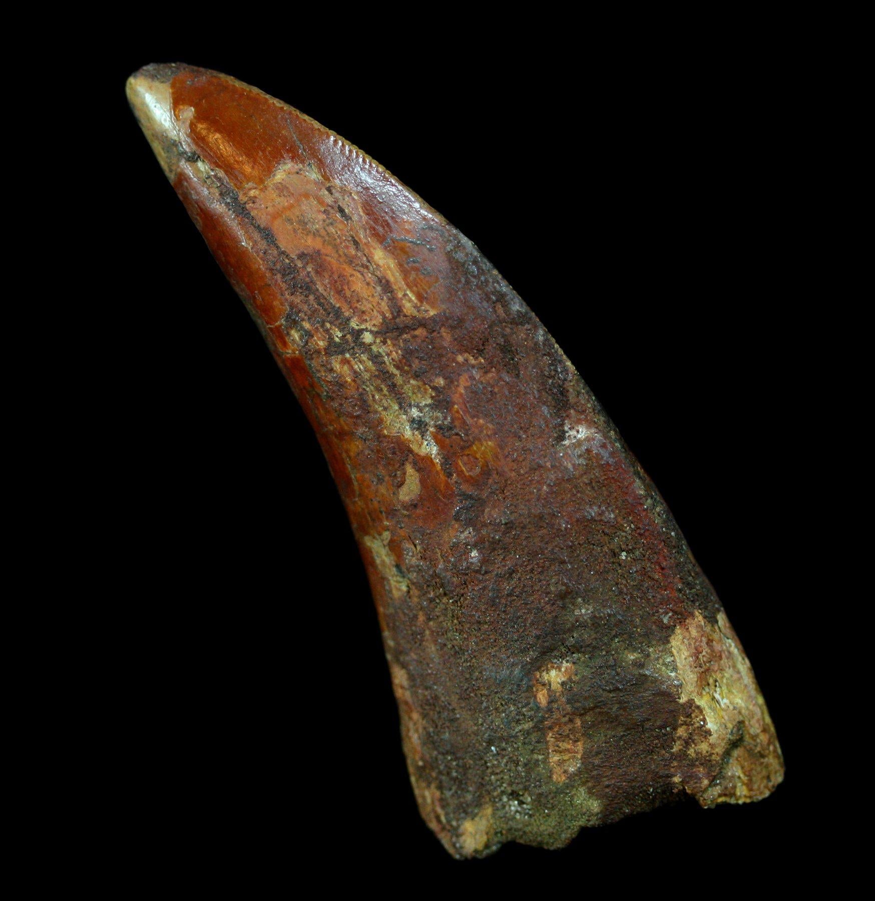 Authentic Carcharodontosaurus Dinosaur Tooth Fossil - Rare Prehistoric Collectible for Paleontology Enthusiasts & Home Decor Display