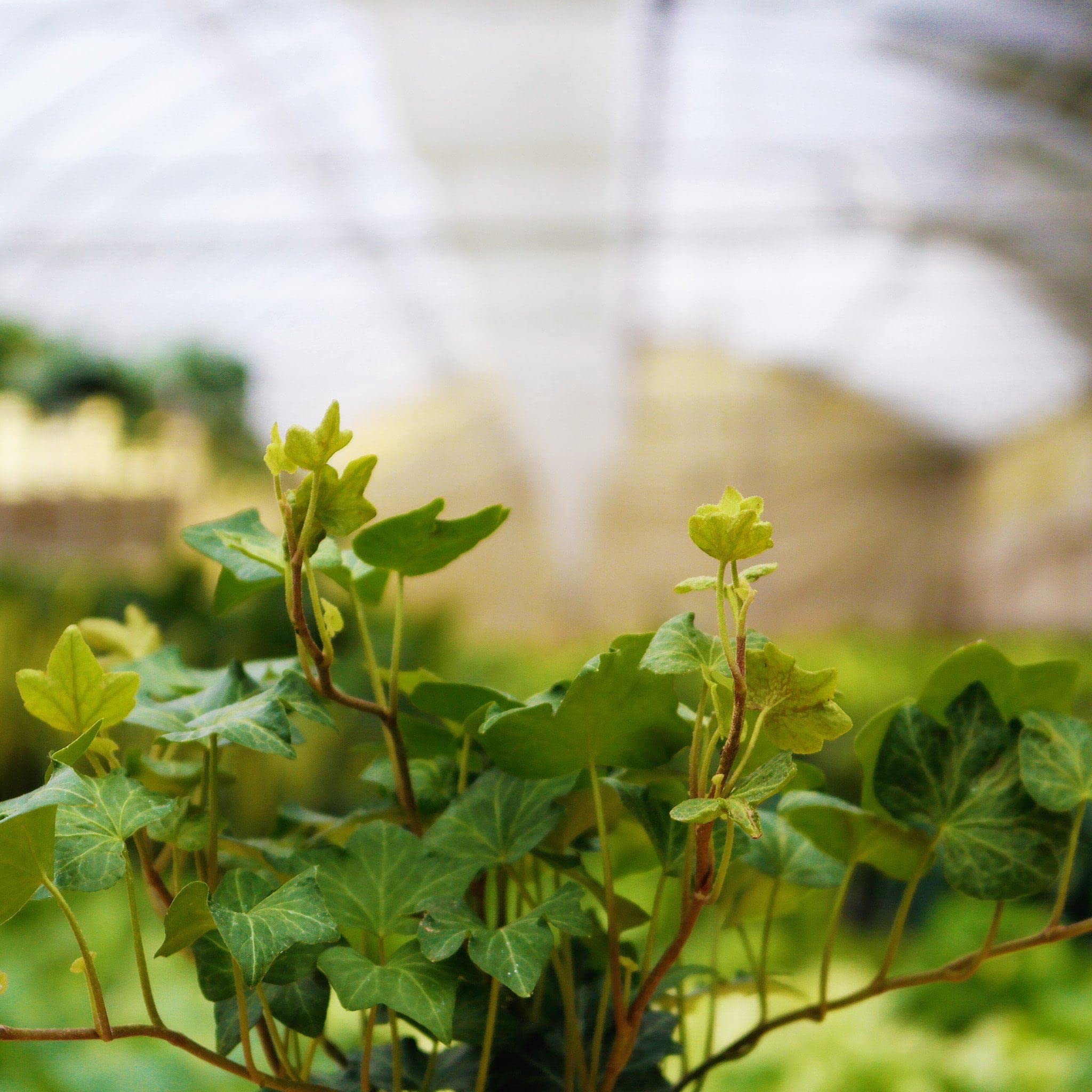 Green English Ivy (Hedera Helix) - 5 Live Plants in 6 Inch Pots - Easy Care Indoor Air Purifying Houseplant Vine - Perfect for Home Decor, Office Spaces & Hanging Baskets
