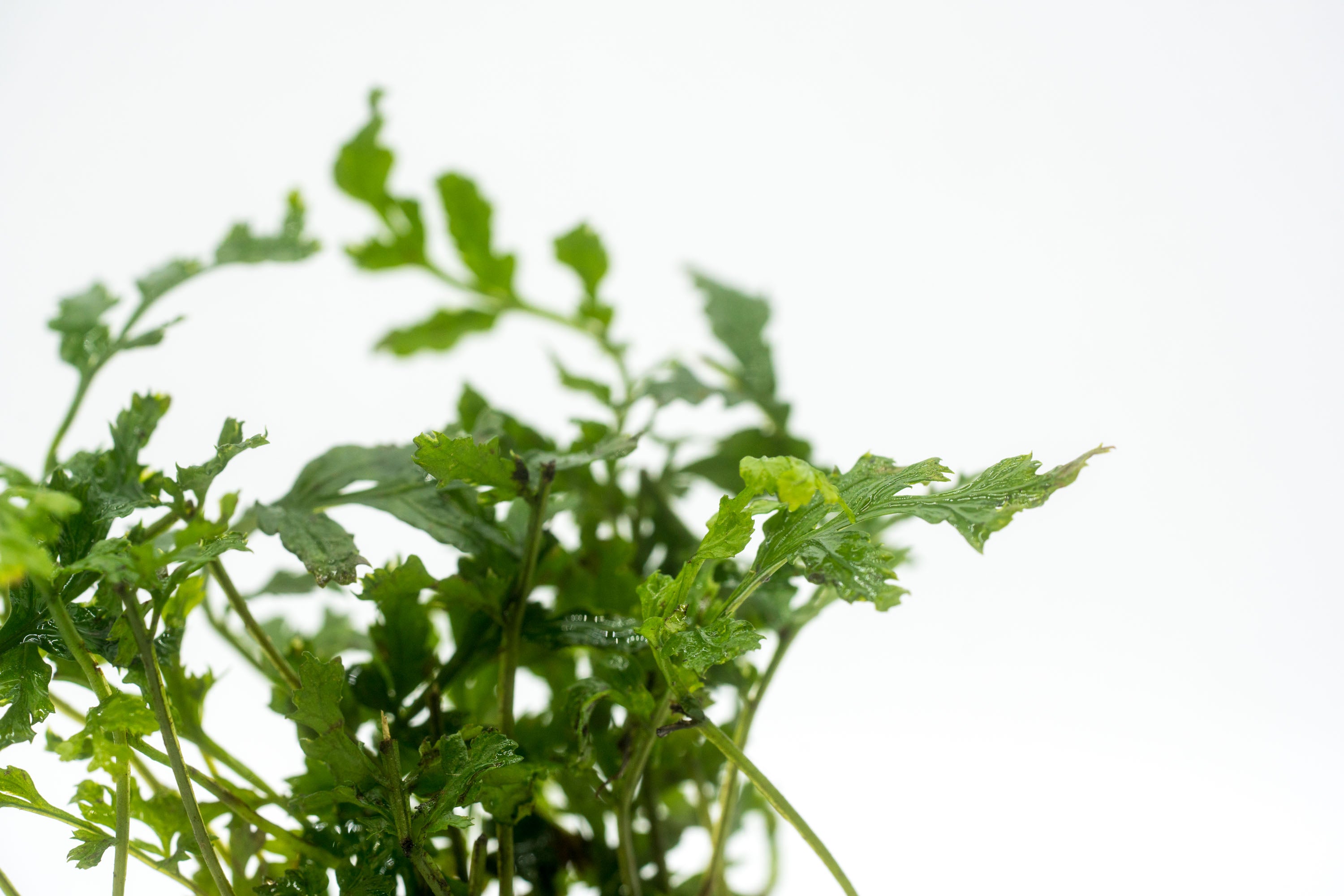 Bolbitis Difformis Aquatic Plant - Live Freshwater Fern for Aquariums & Terrariums | Perfect for Aquascaping, Shrimp Tanks & Natural Decor