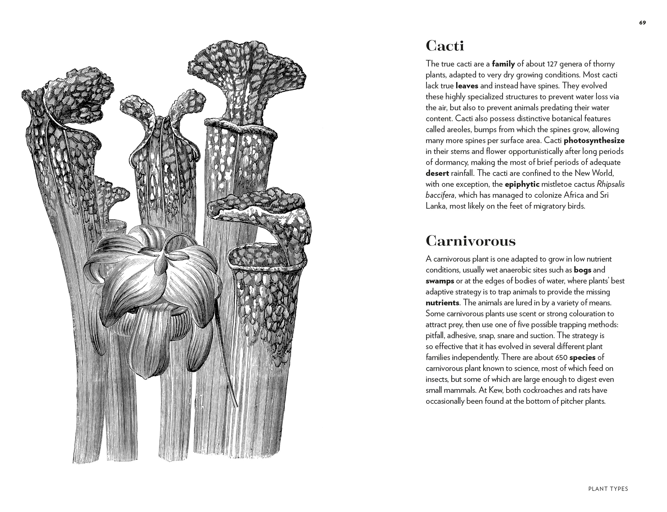 Kew - Plant Words: 250 Unique Botanical Terms for Plant Enthusiasts | Royal Botanic Gardens, Kew | Perfect for Gardeners, Botanists & Nature Lovers
