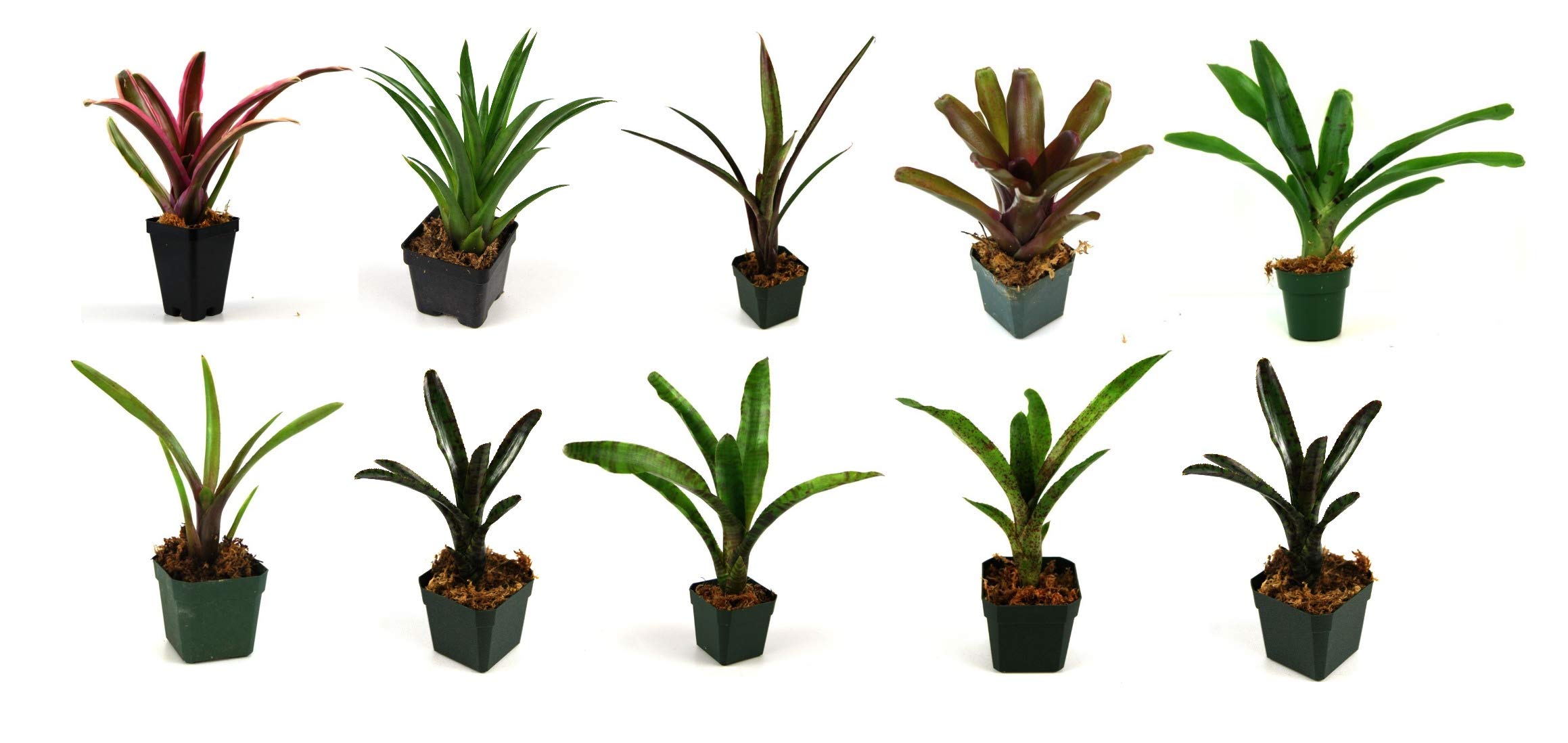 Josh's Frogs Bromeliad Bundle - 10 Live Air Plants for Terrariums, Vivariums & Home Decor | Easy-Care Tropical Houseplants for Reptile Habitats & Indoor Gardens