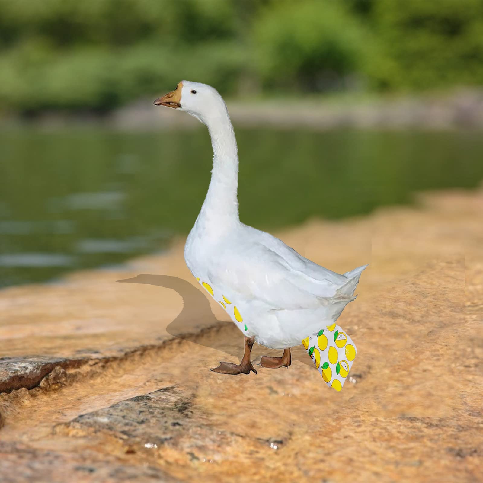 Yanmucy Washable Chicken Diapers for Ducks & Geese - Reusable Pet Poultry Diapers with Fruit Print (Lemon, Medium Size) - Perfect for Hens, Roosters & Backyard Birds