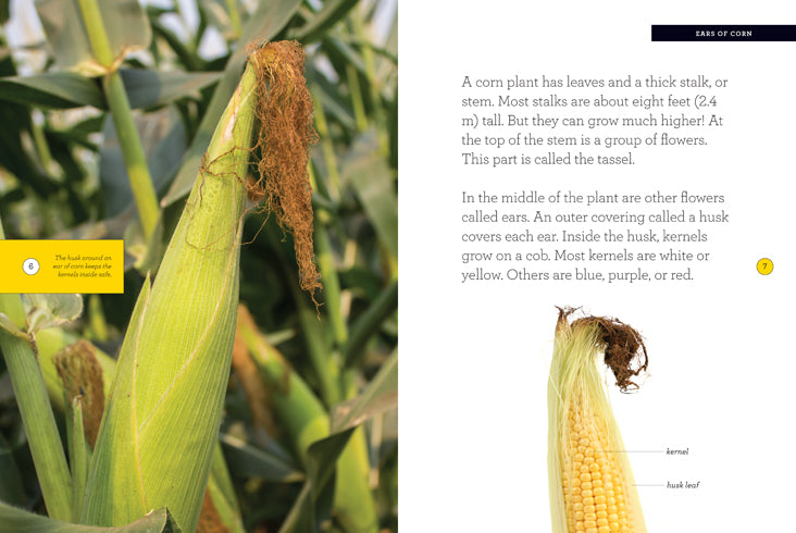 Organic Non-GMO Sweet Corn Seeds for Planting - 978-1-60818-561-0 - Perfect for Home Gardens, Urban Farming & Sustainable Agriculture