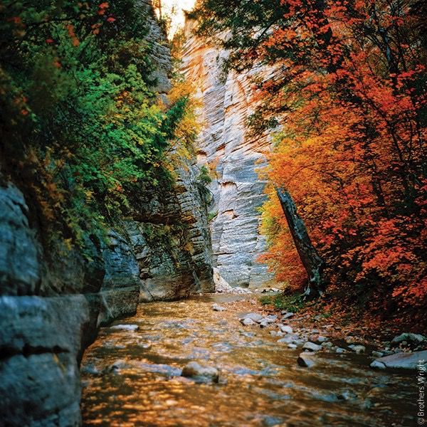 Kodak Professional Ektar 100 Color Negative Film (120 Roll Film) - High-Quality Medium Format Photography for Landscapes, Portraits & Travel