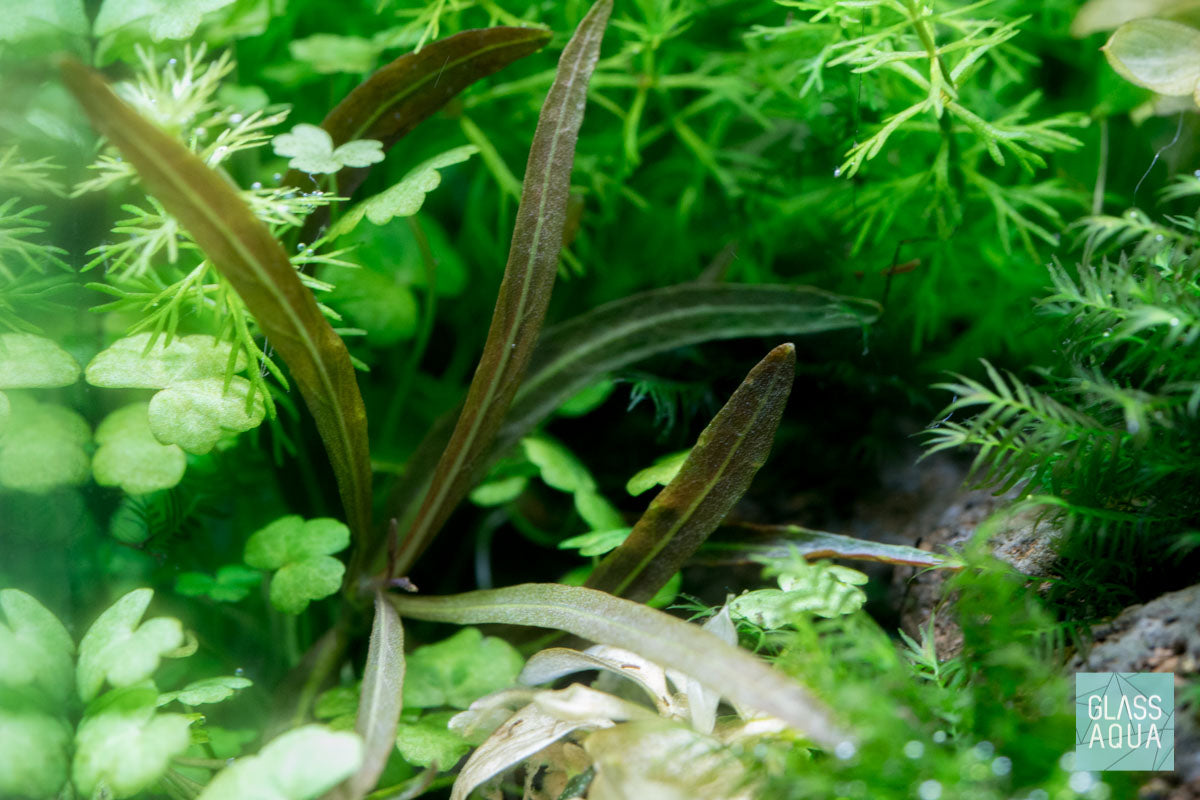 Hygrophila Araguaia Tissue Culture Live Aquarium Plant - Easy Carpeting Plant for Freshwater Fish Tanks, Aquascaping & Nano Tanks