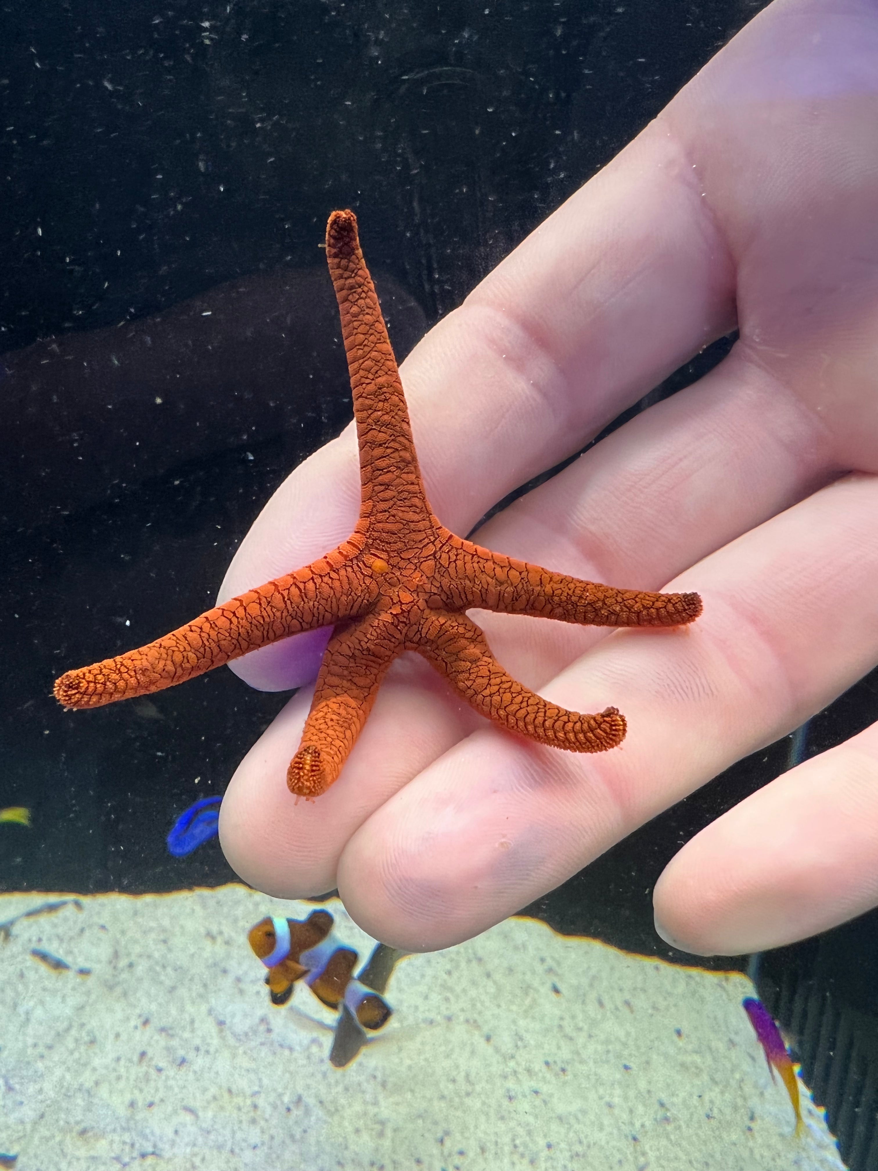 Red Fromia Starfish - Live Saltwater Aquarium Coral for Reef Tanks | Perfect for Marine Habitat, Fish Tanks & Ocean-Themed Decor