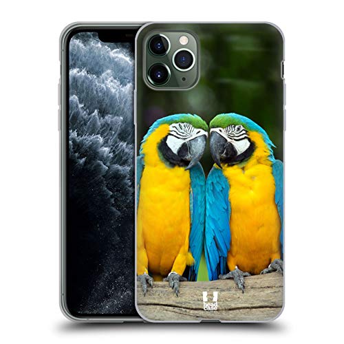 Colourful Macaw Parrot Couple